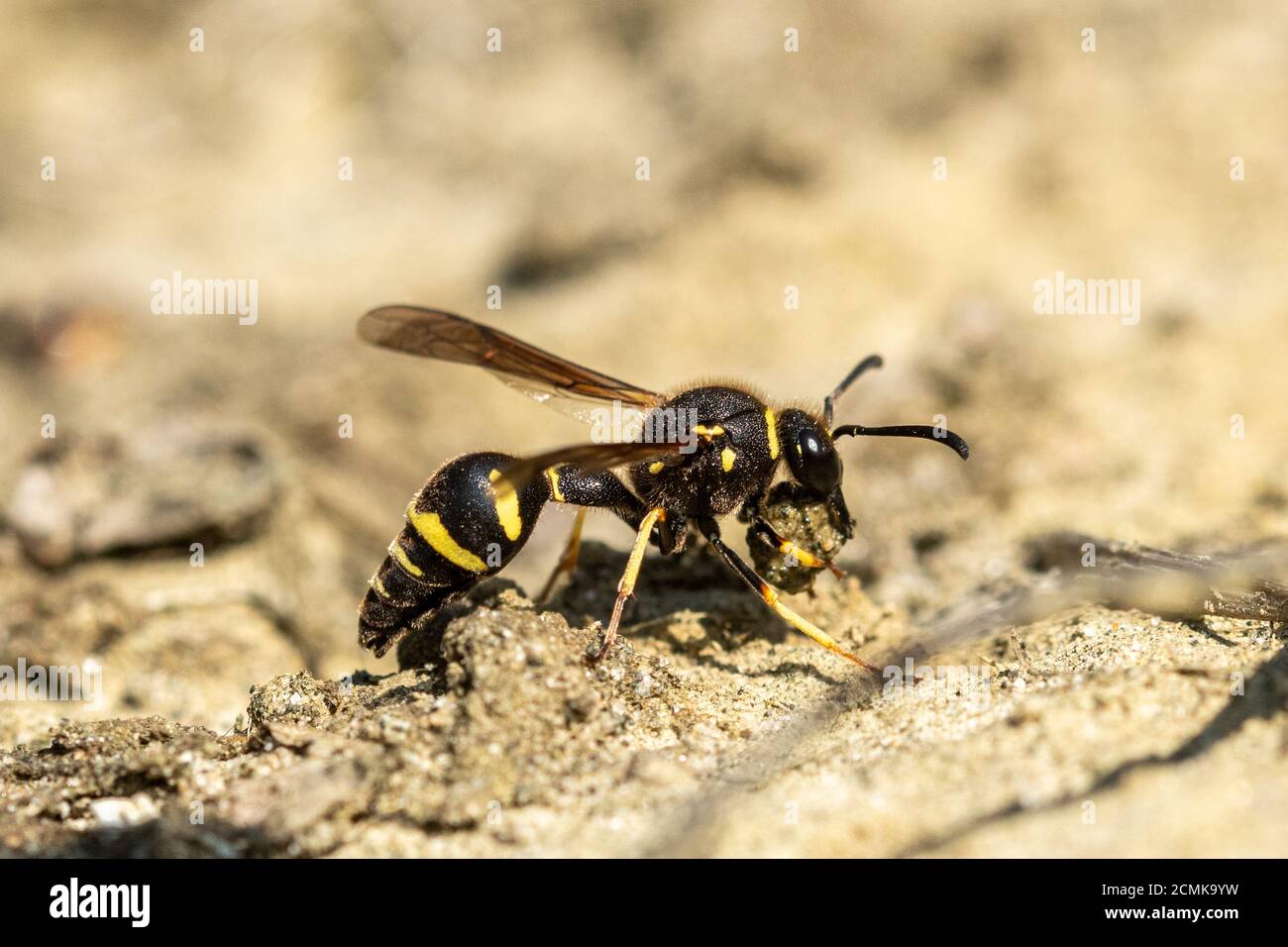 Heide potter Wasp (Eumenes coarctatus) Sammeln einer Kugel aus Ton für ihr Nest Topf Gebäude in Surrey, Heide, Deutschland Stockfoto