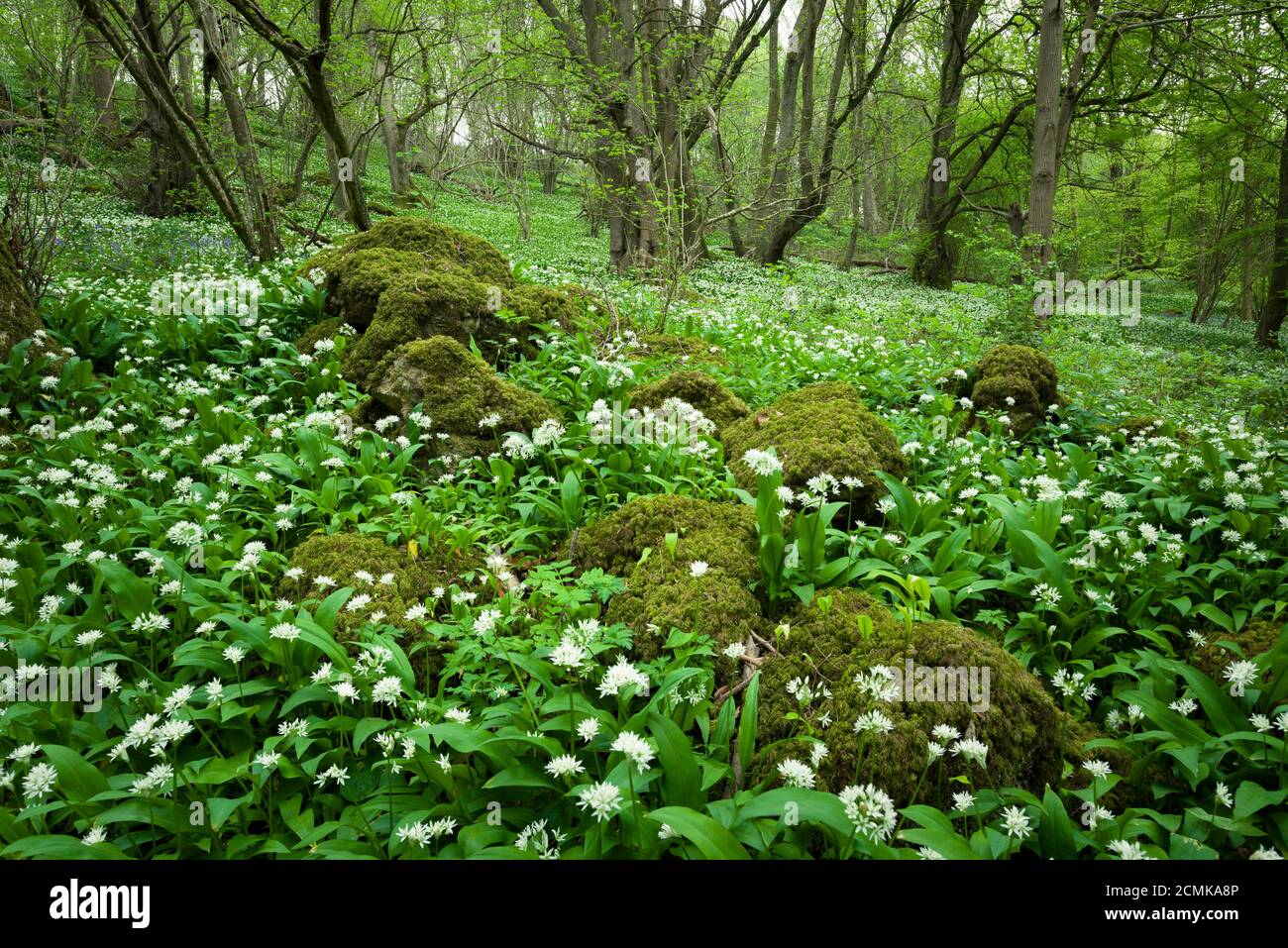 Ein Teppich aus wildem Knoblauch (Allium ursinum) oder Ramson blüht im Frühling in King’s Wood in den Mendip Hills bei Axbridge, Somerset, England. Stockfoto