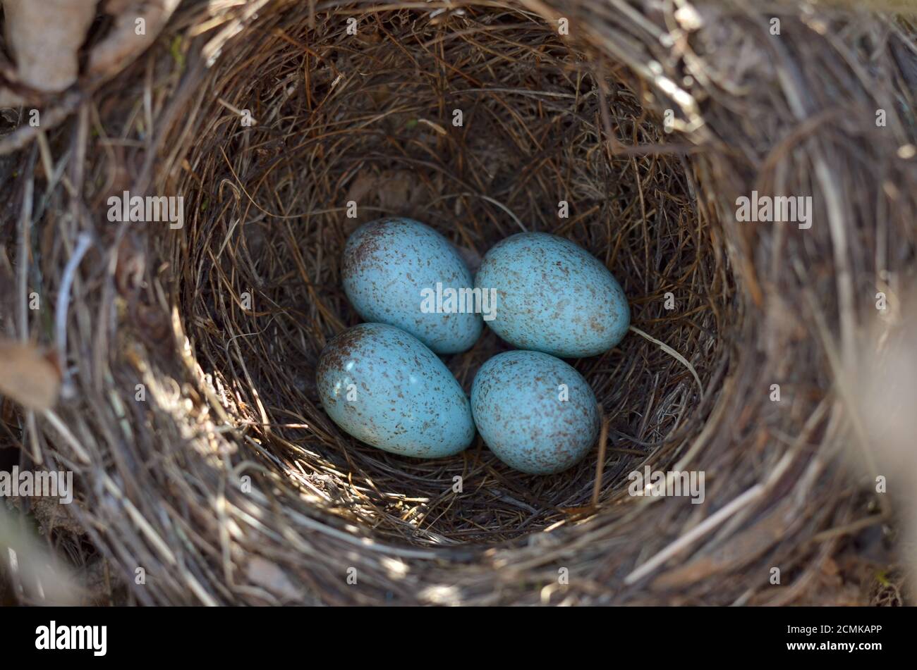 Das Nest der eurasischen Amsel - Turdus merula. Vier türkisfarbene gesprenkelte Eier in einem gemeinsamen Amsel-Nest in ihrem natürlichen Lebensraum. Stockfoto
