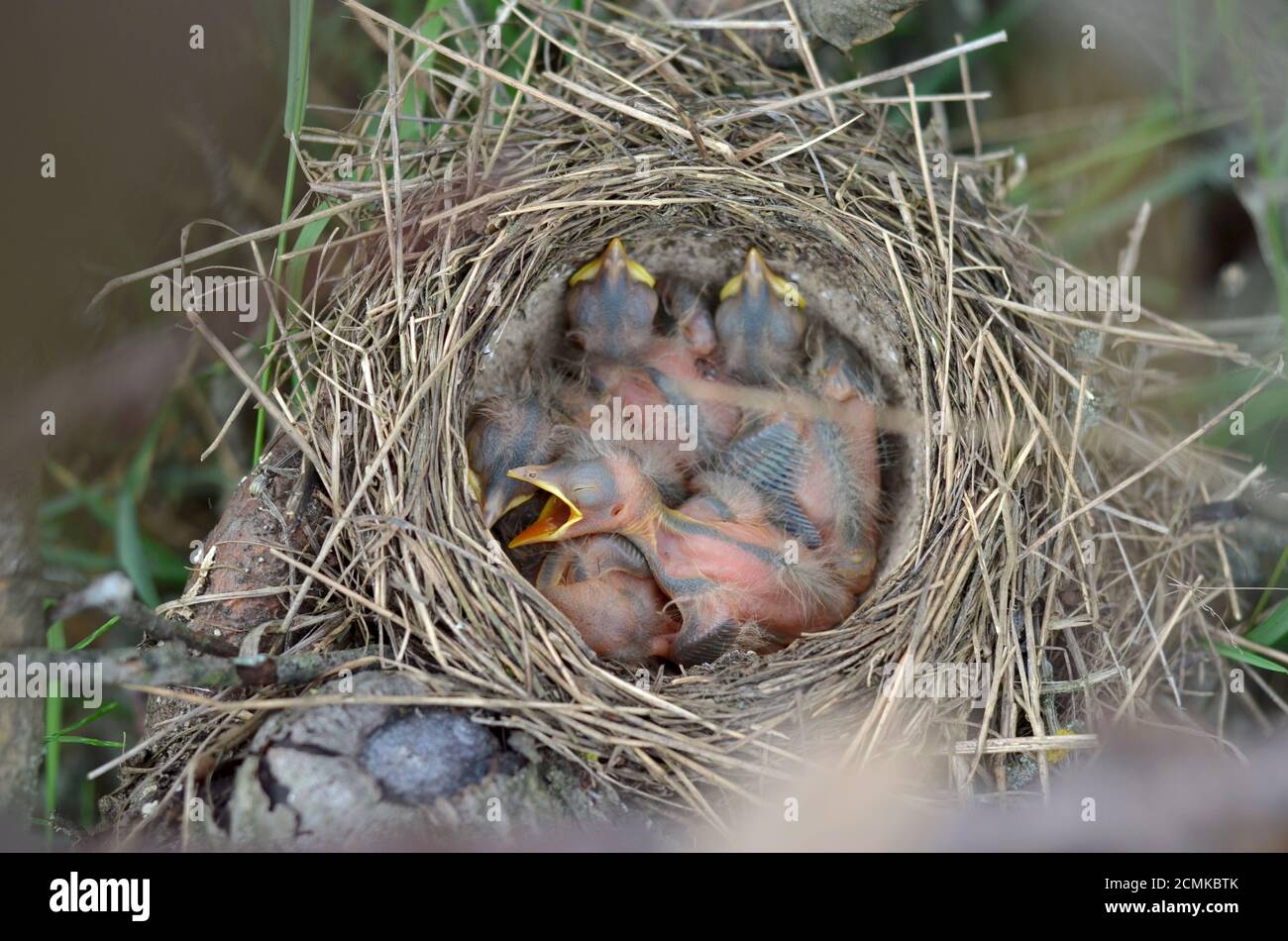 Fünf neugeborene Babyvögel eines Song Thrush (Turdus philomelos) im Nest in ihrem natürlichen Lebensraum. Fauna der Ukraine. Geringe Schärfentiefe, Nahaufnahme. Stockfoto