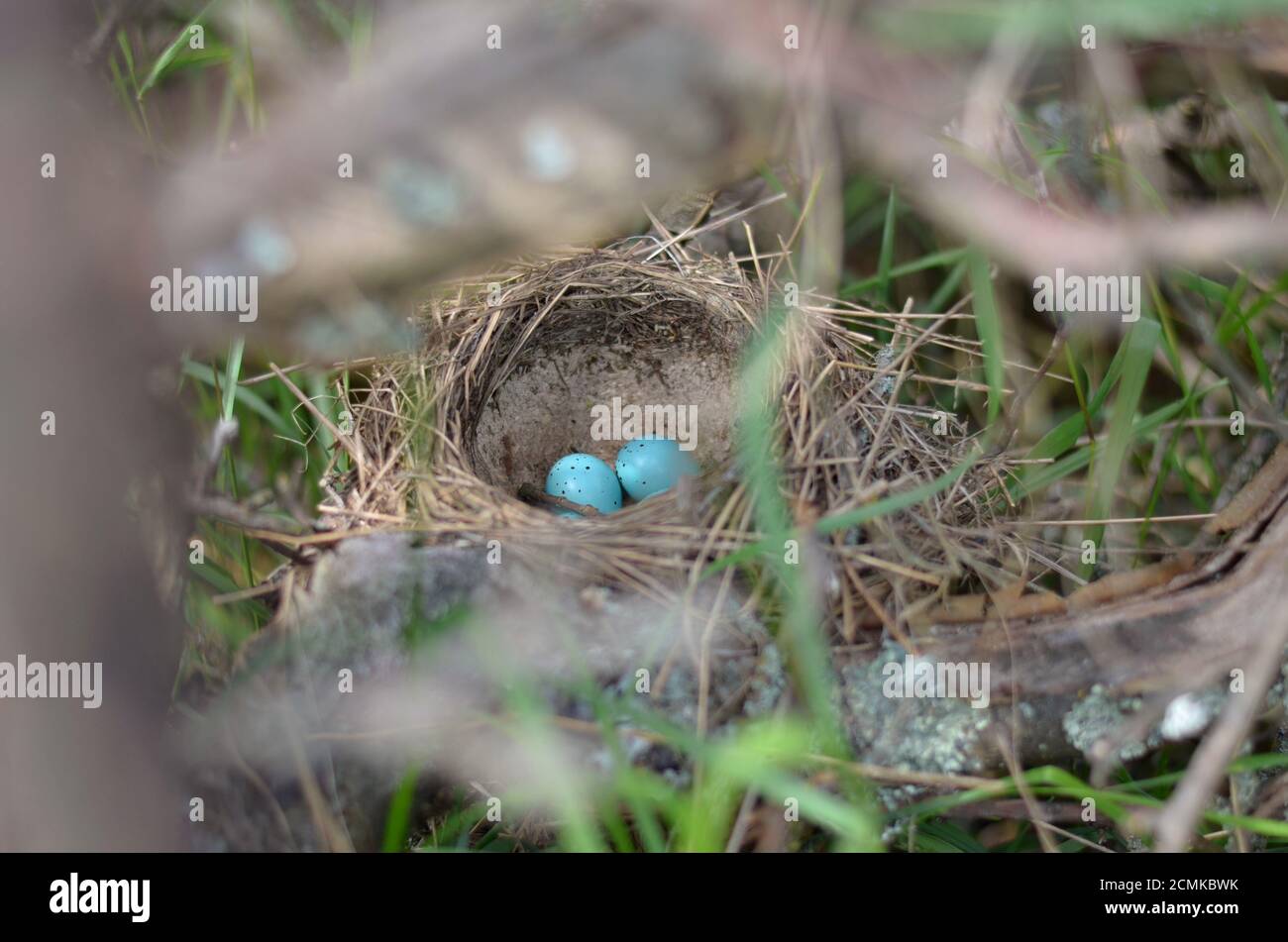 Das Nest der Singdrossel -Turdus philomelos. Fünf türkisfarbene gesprenkelte Eier im Nest einer Singdrossel in ihrem natürlichen Lebensraum. Stockfoto