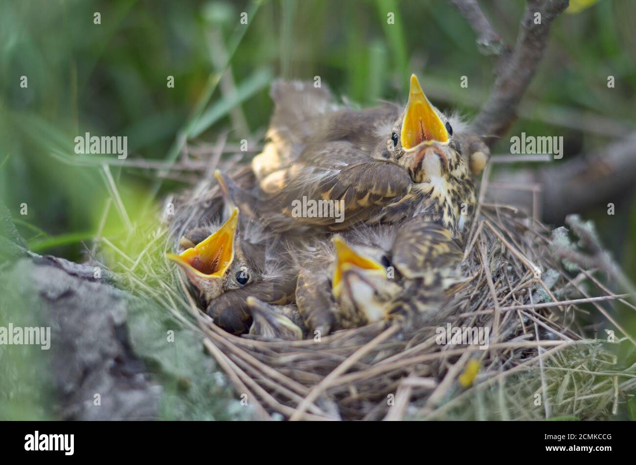 Die Jungvögel einer Singdrossel (Turdus philomelos) in ihrem Nest warten auf Nahrung. Fauna der Ukraine. Geringe Schärfentiefe, Nahaufnahme. Stockfoto