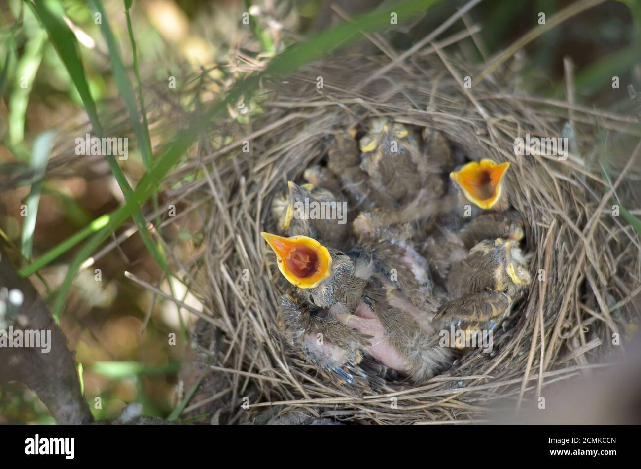 Neugeborene Vögel im Nest eines Song Thrush (Turdus philomelos) bitten um Nahrung. Fauna der Ukraine. Geringe Schärfentiefe, Nahaufnahme. Stockfoto