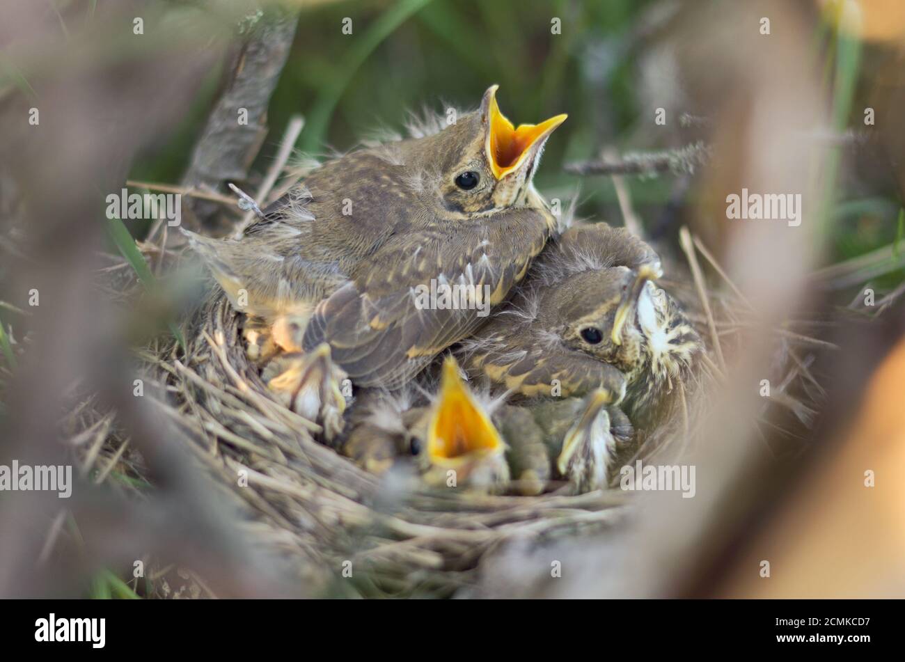Jungvögel einer Singdrossel (Turdus philomelos) in ihrem Nest in ihrem natürlichen Lebensraum. Fauna der Ukraine. Geringe Schärfentiefe, Nahaufnahme. Stockfoto