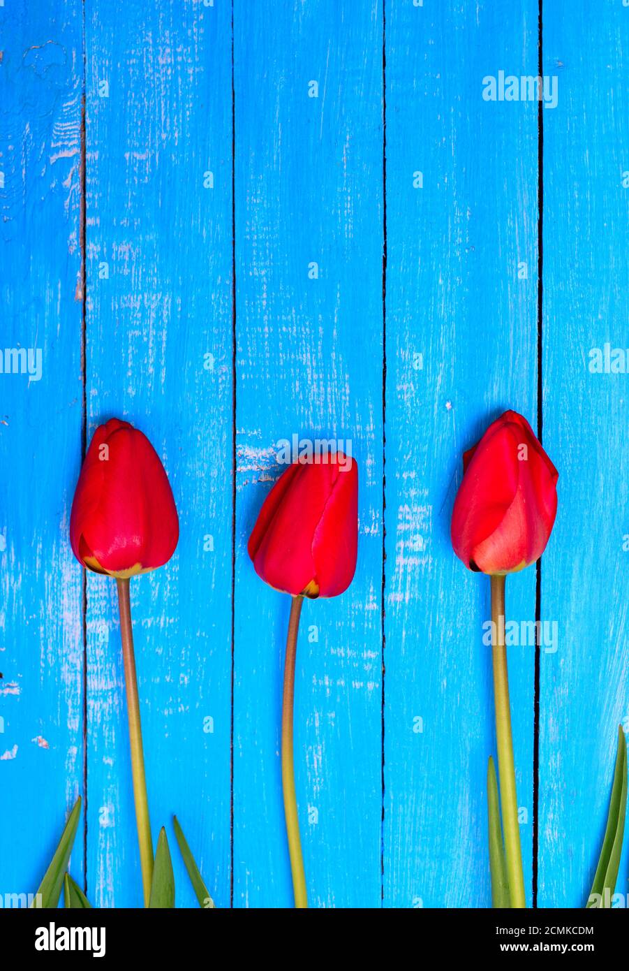 Drei blühenden Tulpen Stockfoto