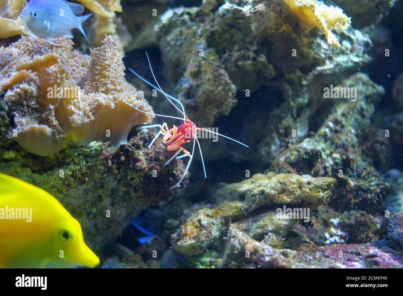 Lysmata debelius im Meerwasseraquarium der Gesteinsgemeinschaft Stockfoto