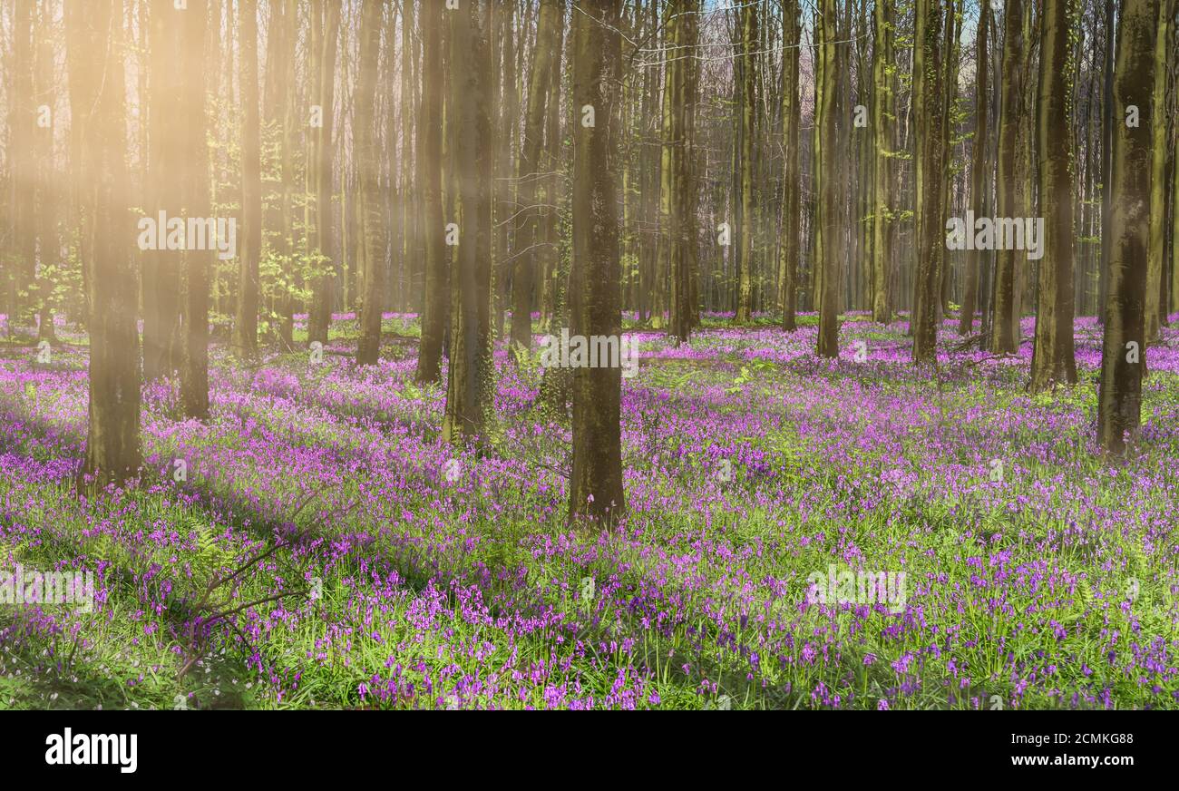 Wunderschöne Frühlingswaldlandschaft mit purpurnen Bluebells und nebligen Sonnenstrahlen durch die hohen Bäume. Stockfoto