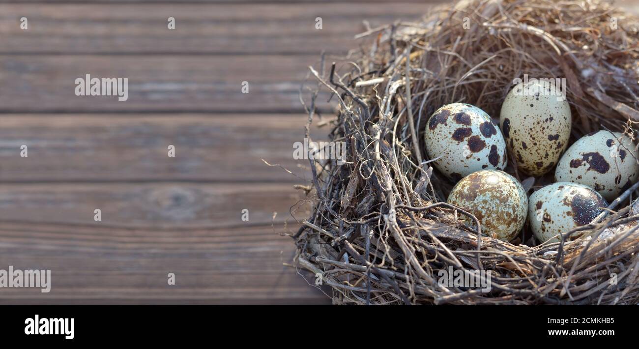 Fünf gesprenkelte Wachteleier in einem Nest auf einem braunen Holztisch als Hintergrund-Nahaufnahme mit Kopierraum. Geringe Schärfentiefe, selektiver Fokus. Stockfoto