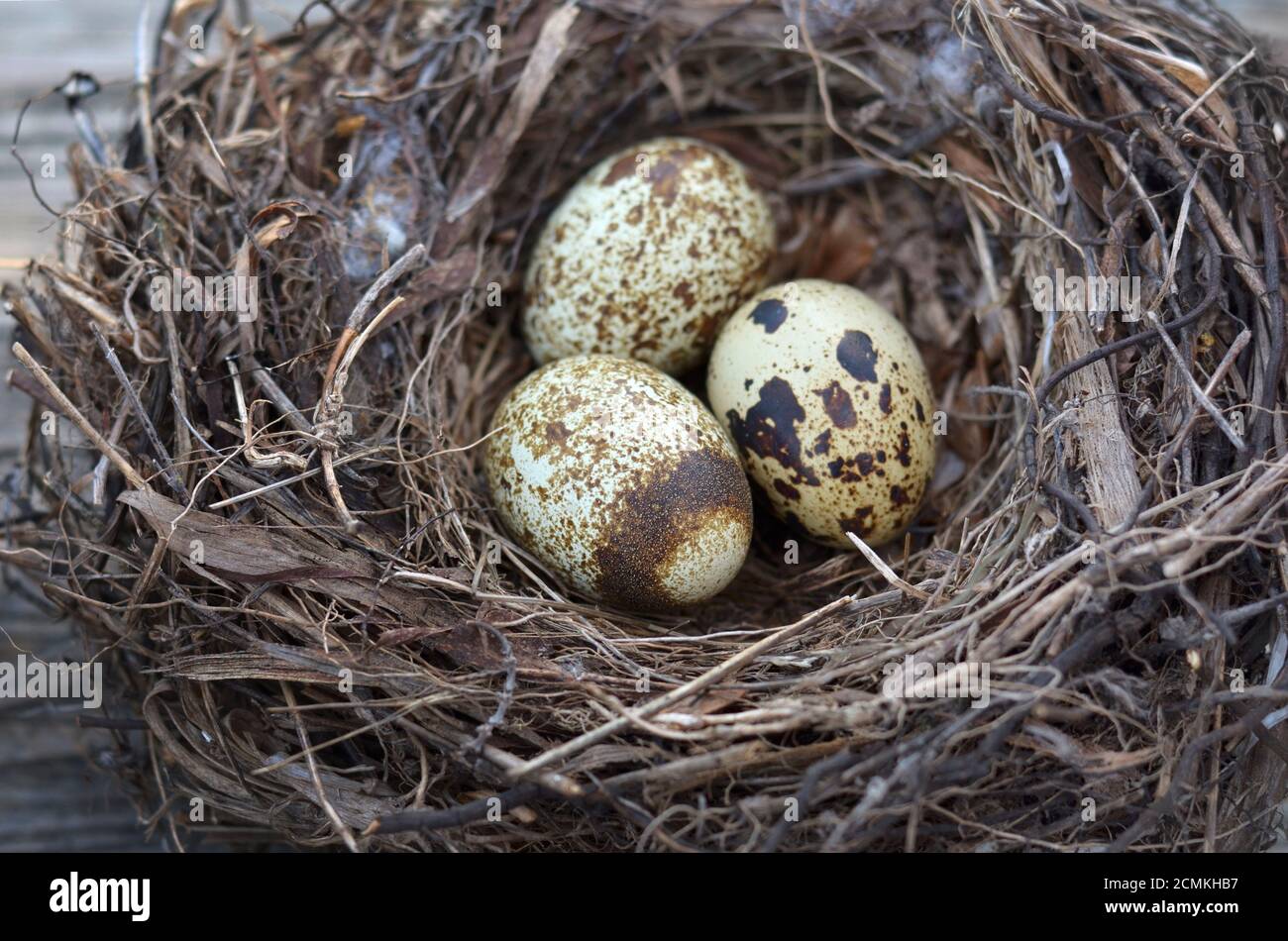 Drei gesprenkelte Wachteleier in einem Nest Nahaufnahme, selektiver Fokus. Stockfoto