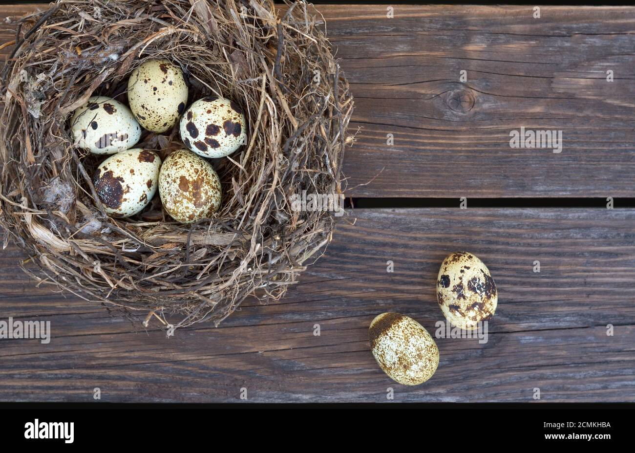 Gesprenkelte Wachteleier in einem Nest und auf einem alten Holztisch Nahaufnahme mit Kopierraum, Draufsicht. Gesunde Ernährung. Osterkonzept. Stockfoto