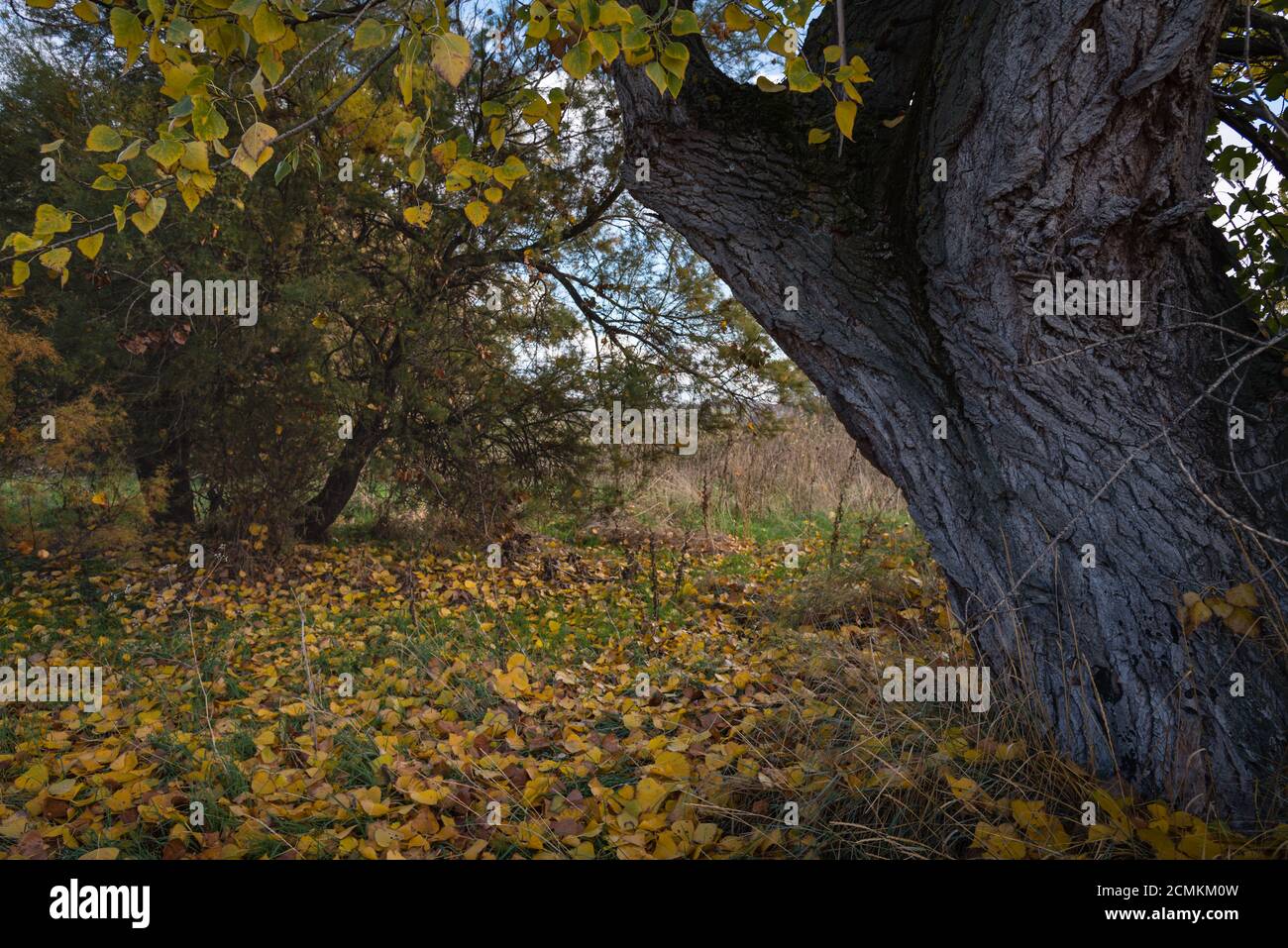 Ein herbstlicher Mantel aus gelben Blättern im Wald Stockfoto