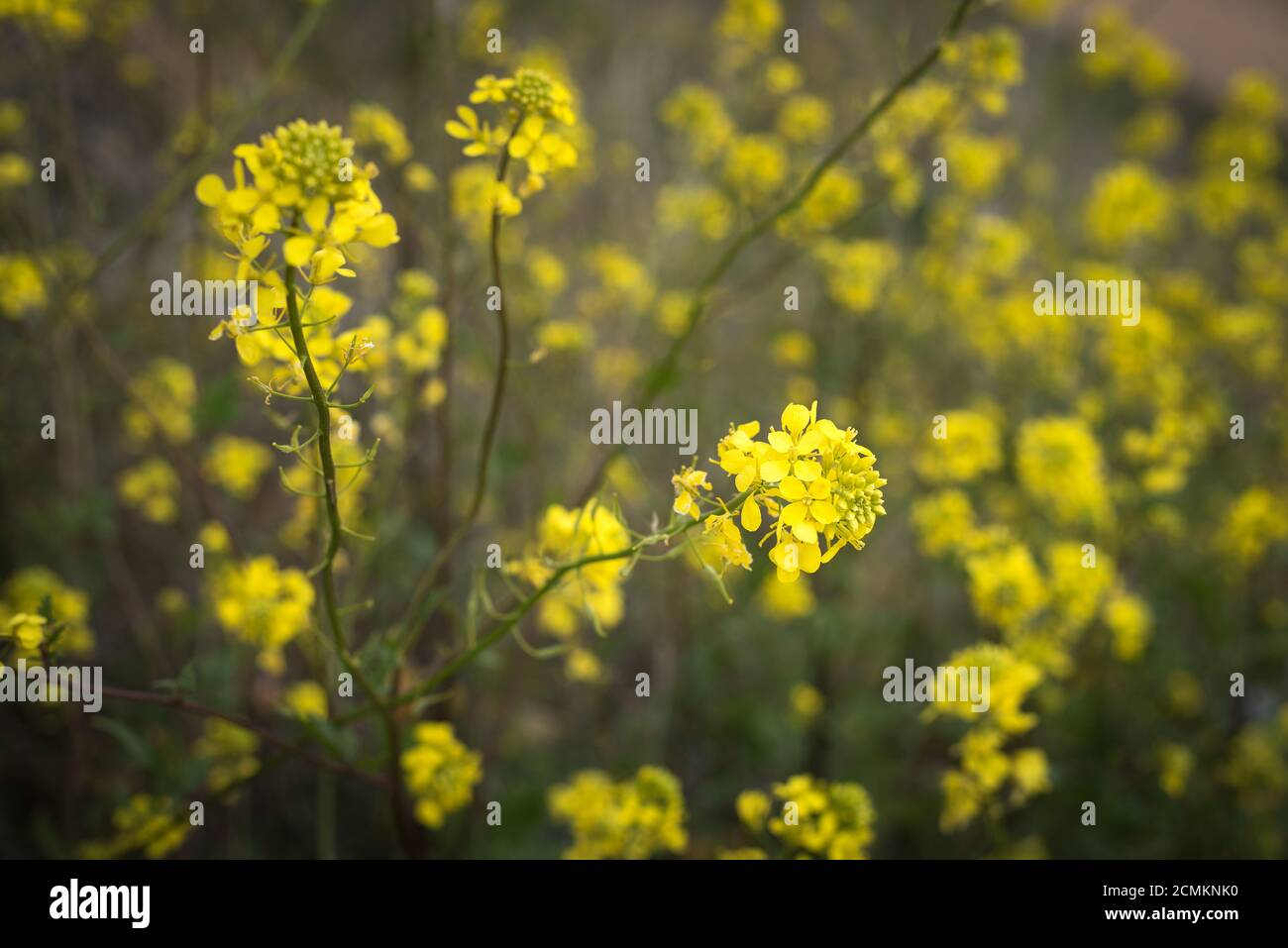 Winzige gelbe Wildblumen auf einer Wiese Stockfoto