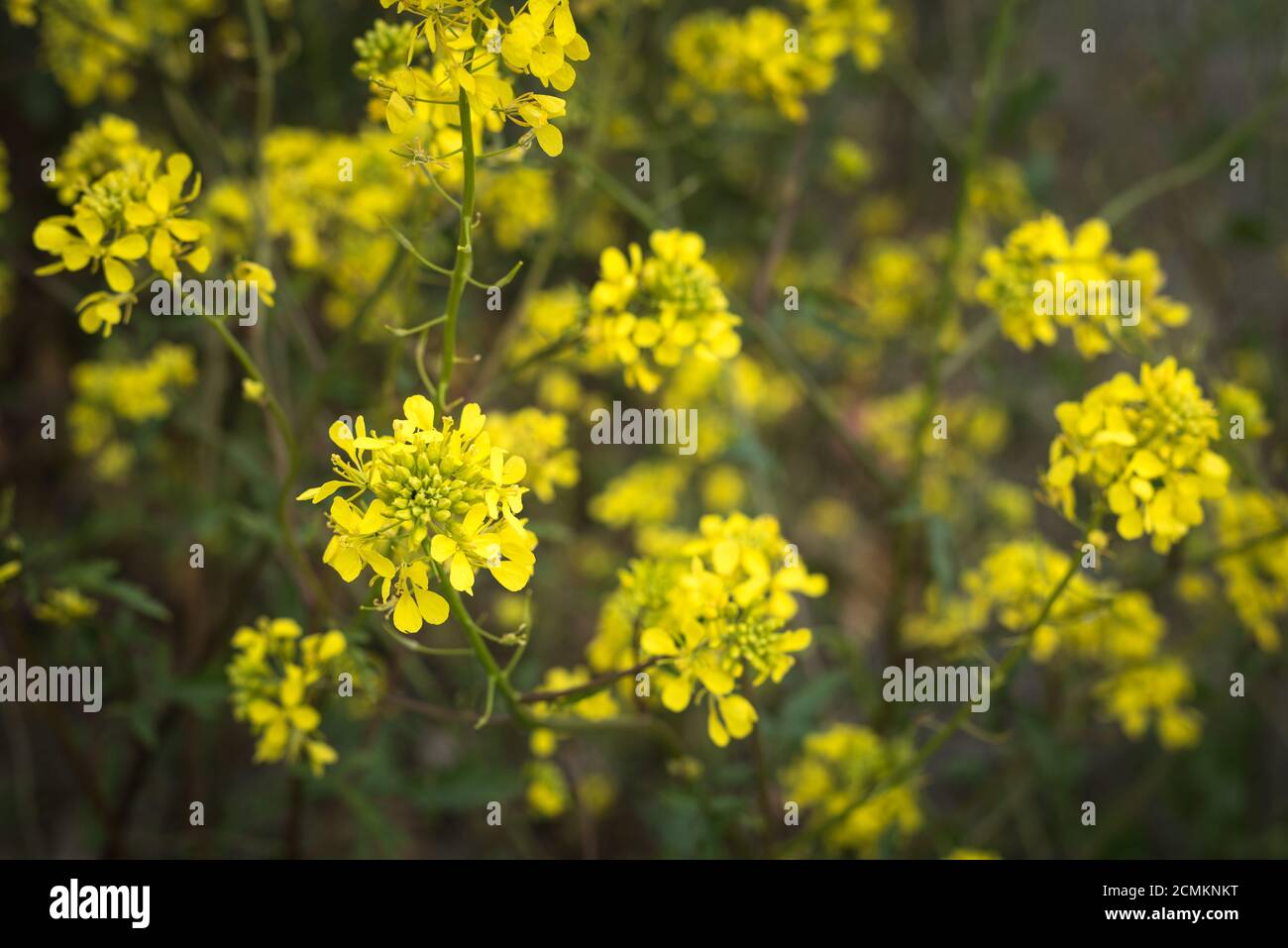 Winzige gelbe Wildblumen auf einer Wiese Stockfoto