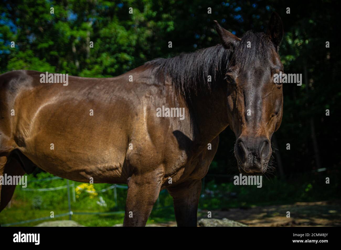 Erwachsene kastanienbraune Pferd Blick in Richtung der Kamera Stockfoto