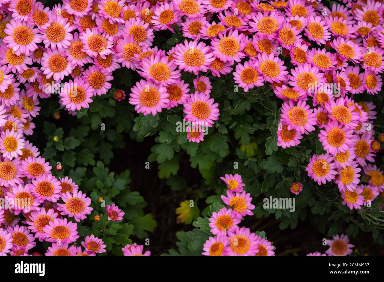 Rosa Chrysanthemen mit einer gelben Mitte Nahaufnahme. Bunte rosa Hintergrund der Chrysantheme Blumen. Herbst florale Struktur Draufsicht. Chrysanthemen i Stockfoto