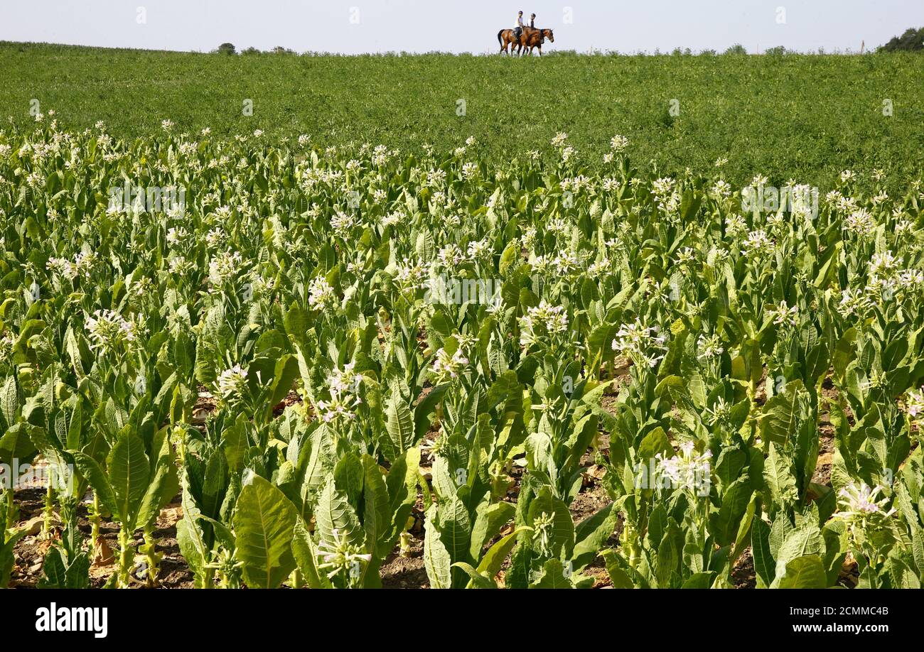 Burley Tobacco Field Stockfotos Und Bilder Kaufen Alamy