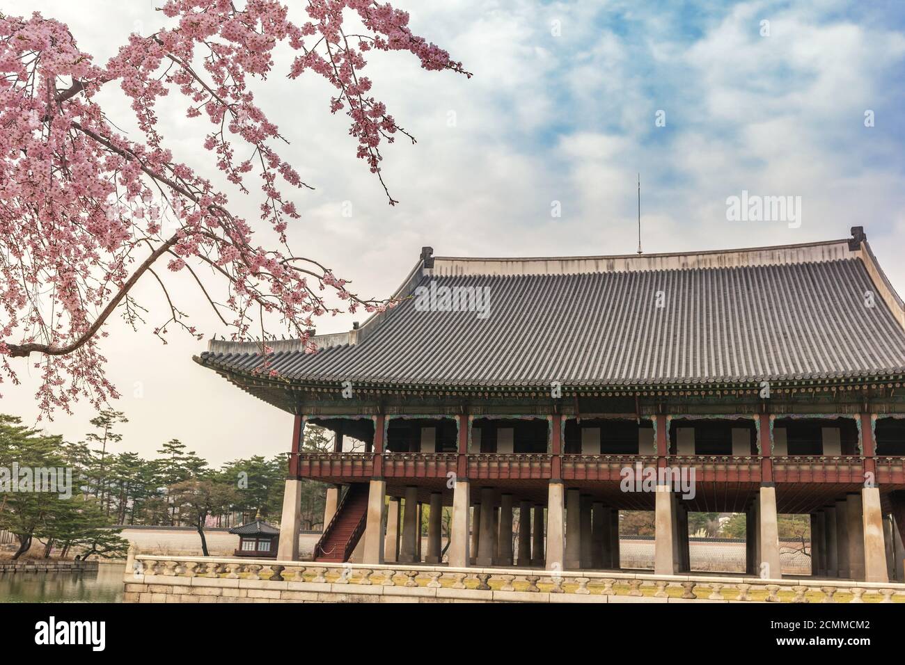 Frühling Cherry Blossom oder Sakura Blume im Gyeongbokgung Palace, Seoul, Südkorea Stockfoto