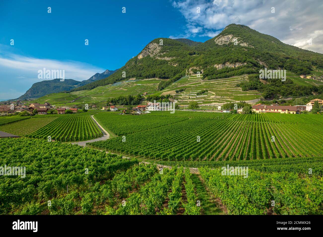 Luftlandschaft der terrassenförmigen Weinberge von Aigle im Kanton Waadt, Schweiz, Europa. Spektakuläre Landschaft von Reihen von Reben wachsen im Sommer Stockfoto