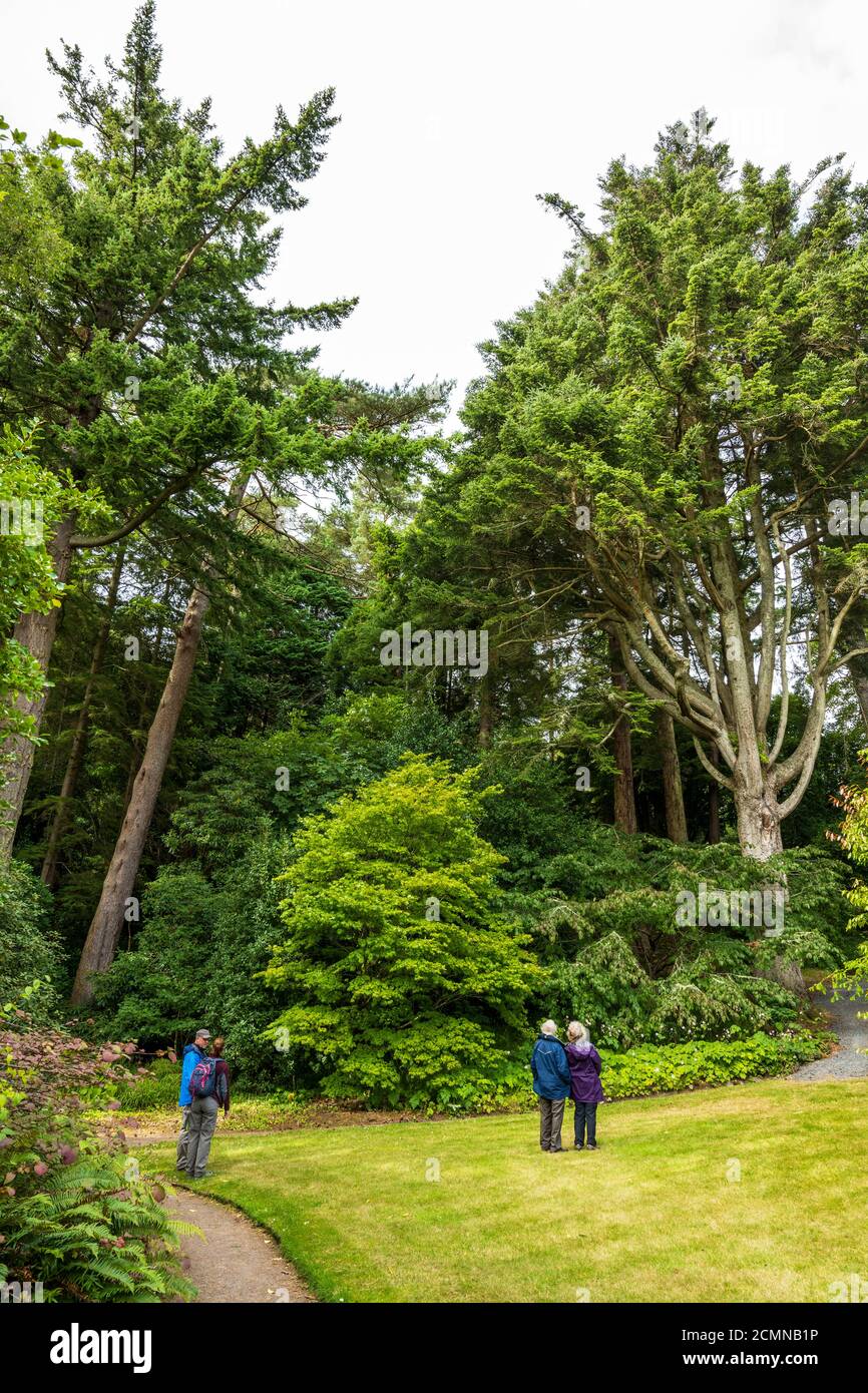 Besucher bewundern die riesigen Nadelbäume in Inverewe Garden, Poolewe, Wester Ross, Schottland, Großbritannien Stockfoto