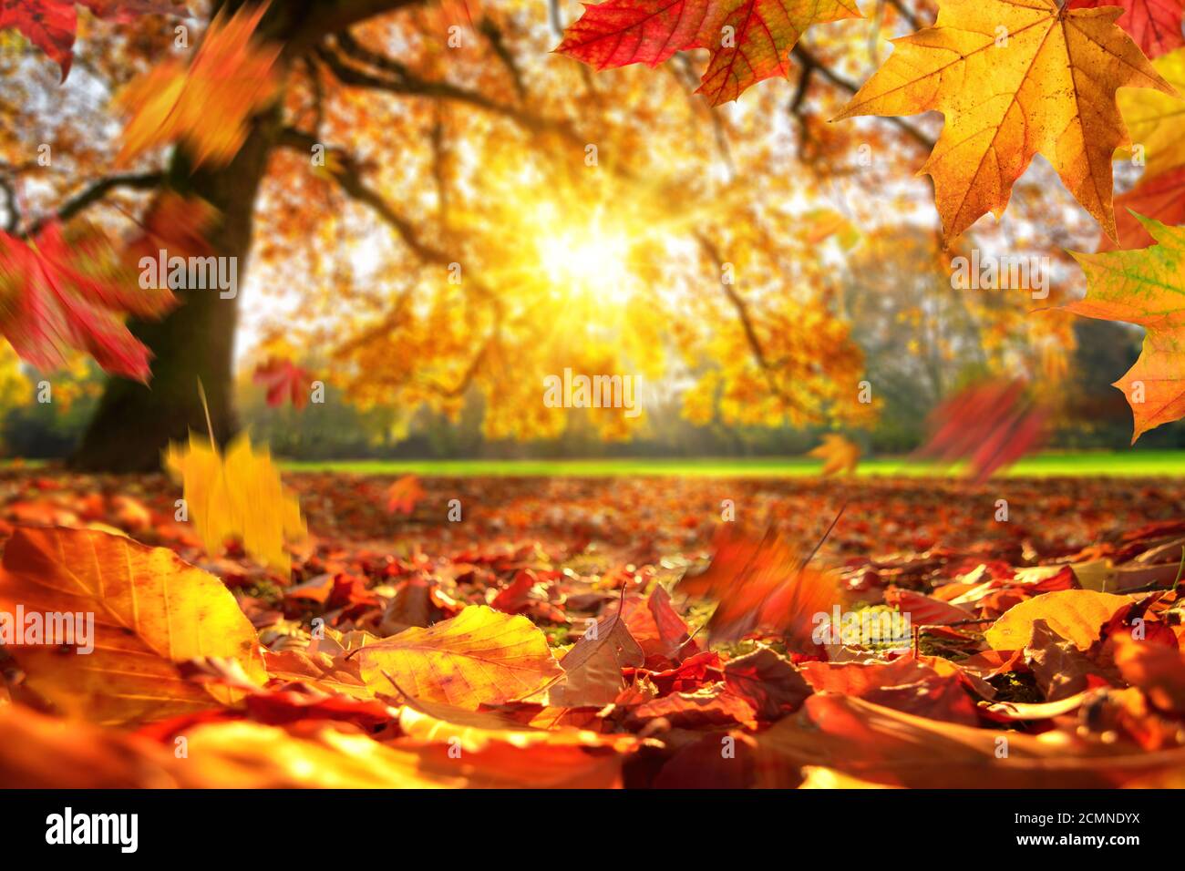 Lebhafte Nahaufnahme von Herbstblättern, die in einem Park auf den Boden fallen, mit einer majestätischen Eiche auf einer Wiese im Hintergrund, die von der Sonne beleuchtet wird Stockfoto