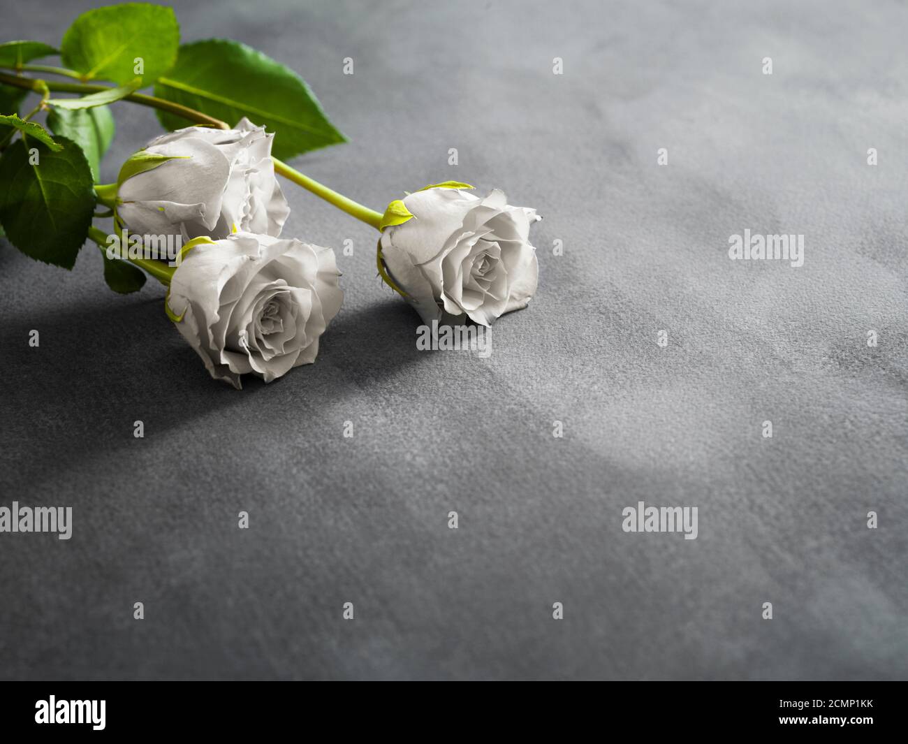 Symbol für Beerdigung. Schöne weiße Rosen auf einem grauen Stein  Hintergrund Stockfotografie - Alamy