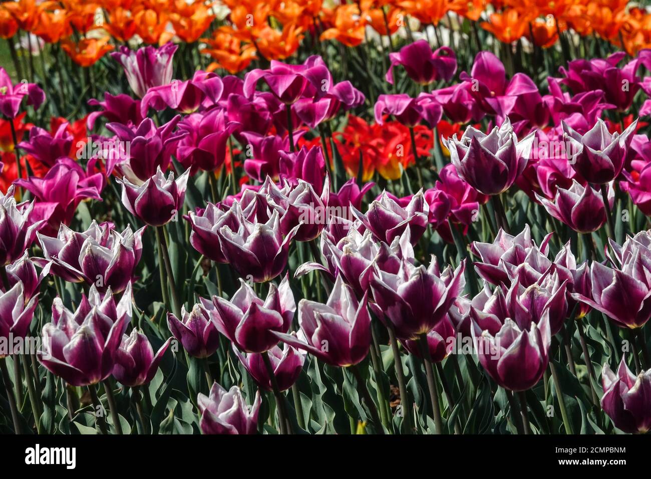 April, blühende Blumen im Garten Stockfoto