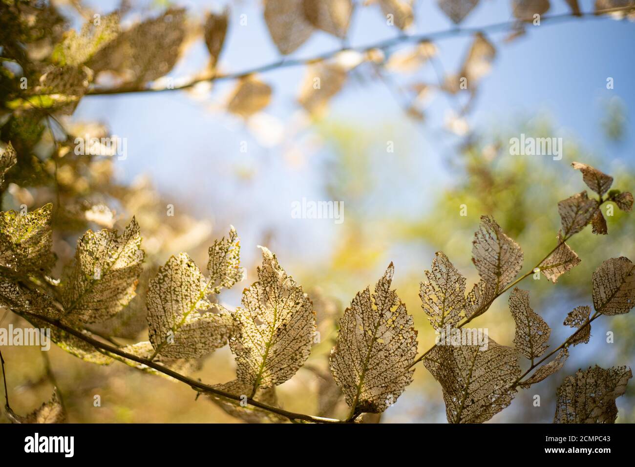 Rahmen von getrockneten Skelett Blätter auf Brunch auf Himmel Hintergrund. Ausschreibungsstruktur. Stockfoto
