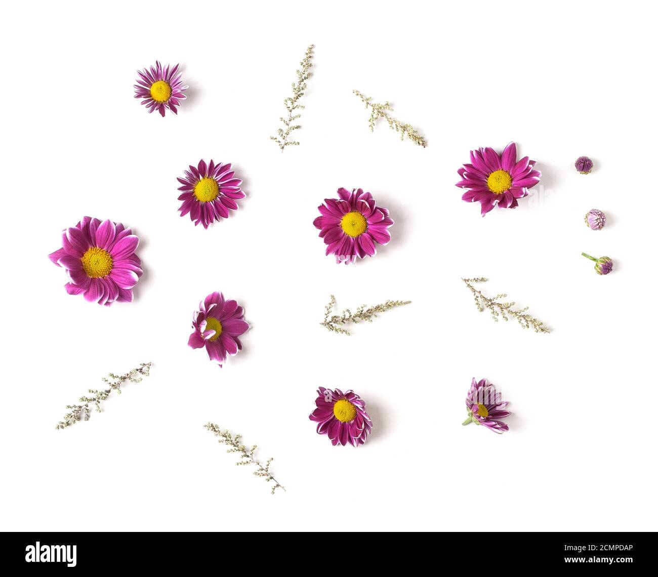 Knospen Chrysanthemen und Zweige. Isoliert auf weißem Hintergrund. Isoliert. Stockfoto