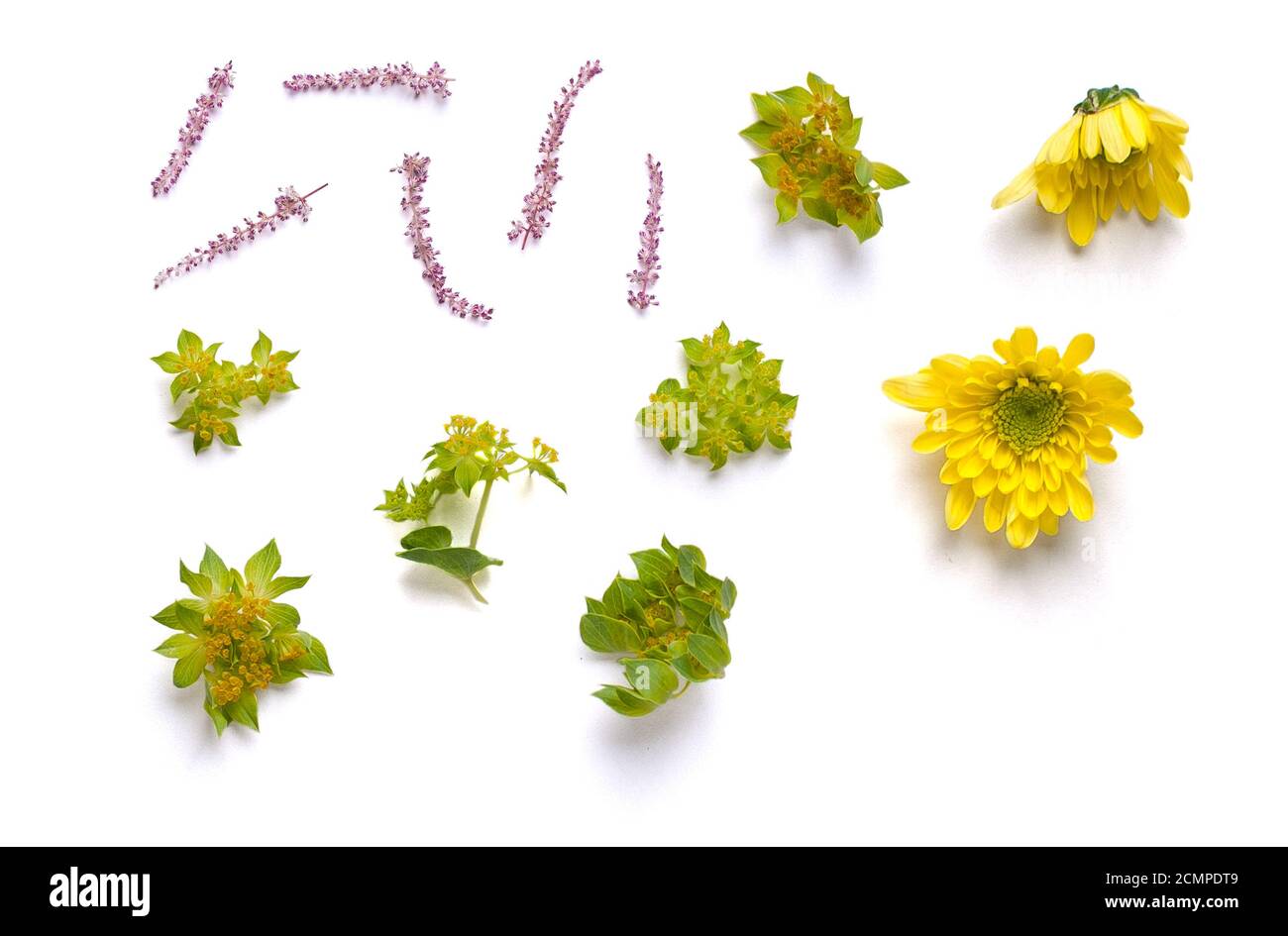 Knospen von gelben Chrysanthemen und Zweigen. Mix aus einzelnen Elementen auf weißem Hintergrund. Isoliert. Stockfoto