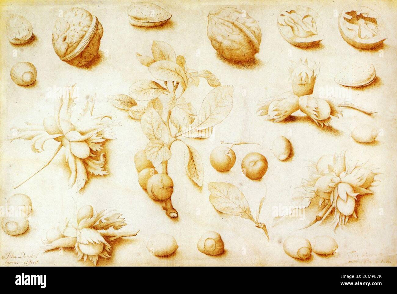 John Dunstall Walnüsse und Haselnüsse 1666. Stockfoto