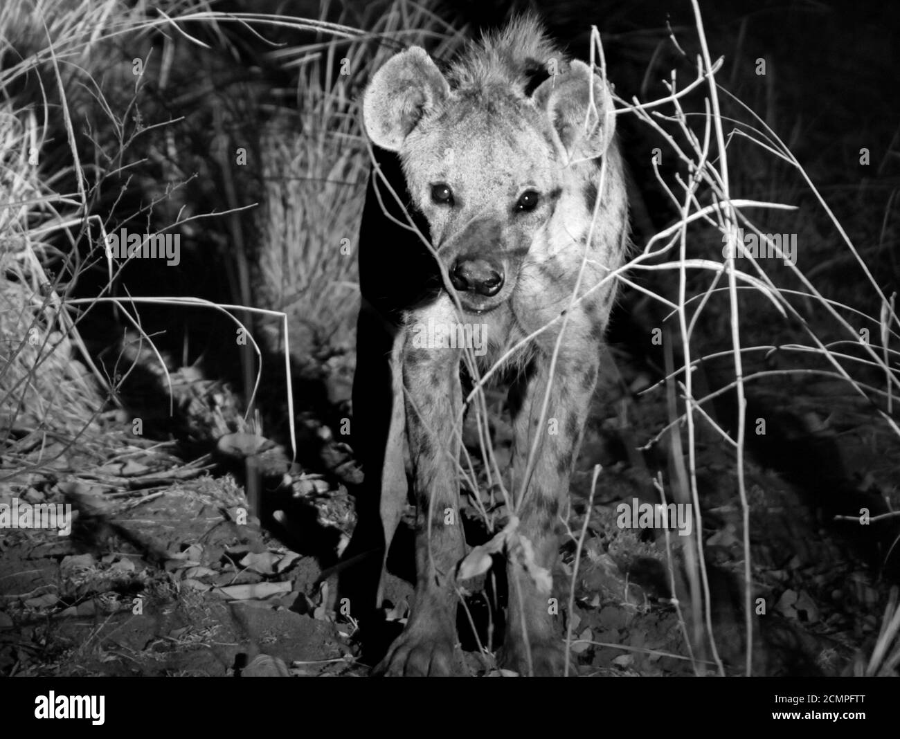 Eine bösartig aussehende Hyena, die im South Luangwa National Park, Sambia, Afrika, auf die Kamera zugeht, ist Blurred Motion sichtbar Stockfoto