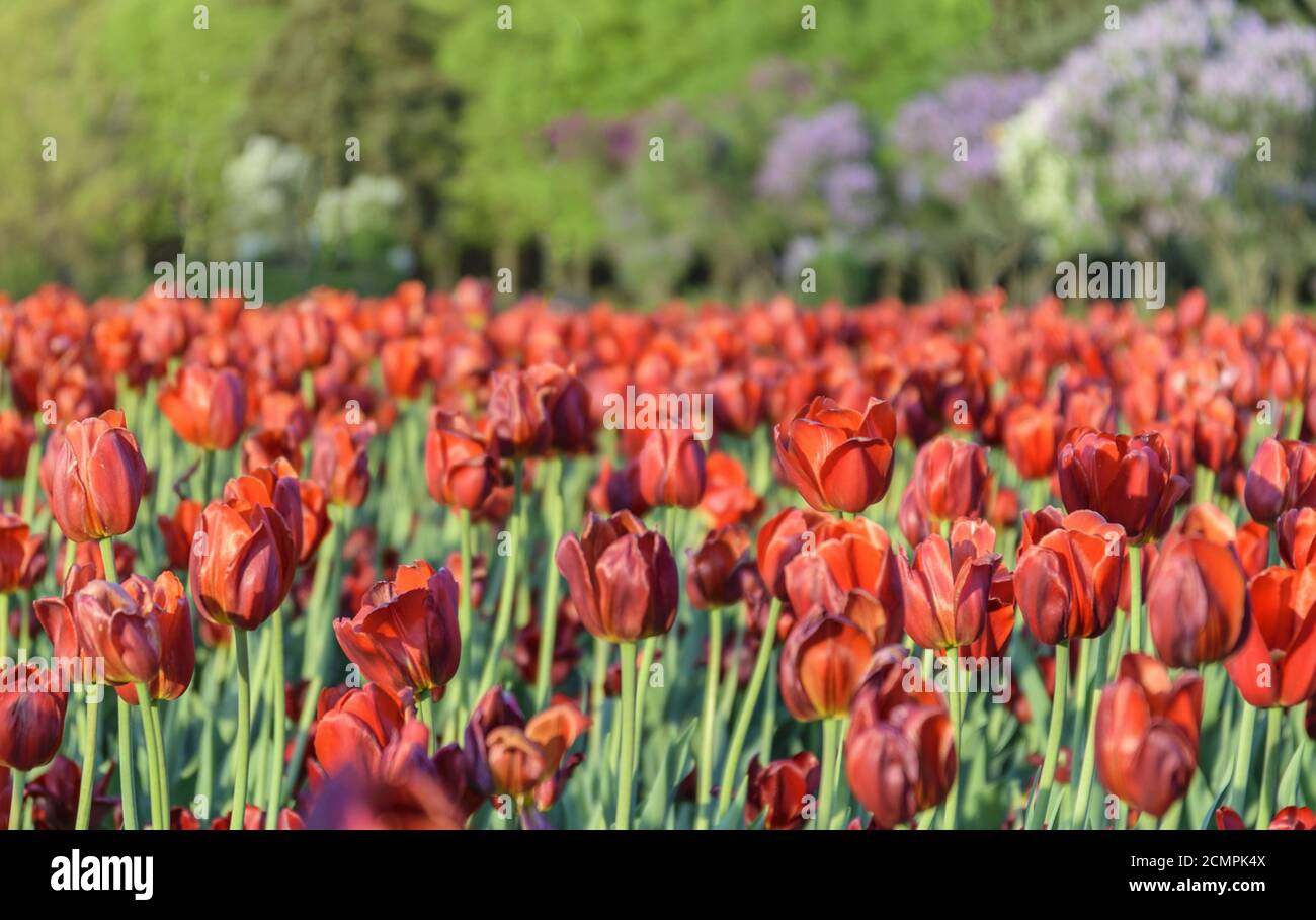 Tulpe Blume Glühlampe Bereich im Garten, Frühling in Amsterdam, Niederlande Stockfoto