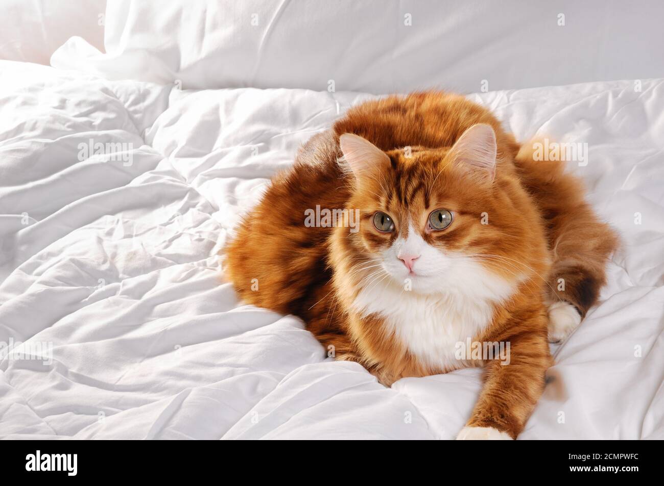Große flauschige rote Katze ruht sich auf dem weißen Bett. Stockfoto