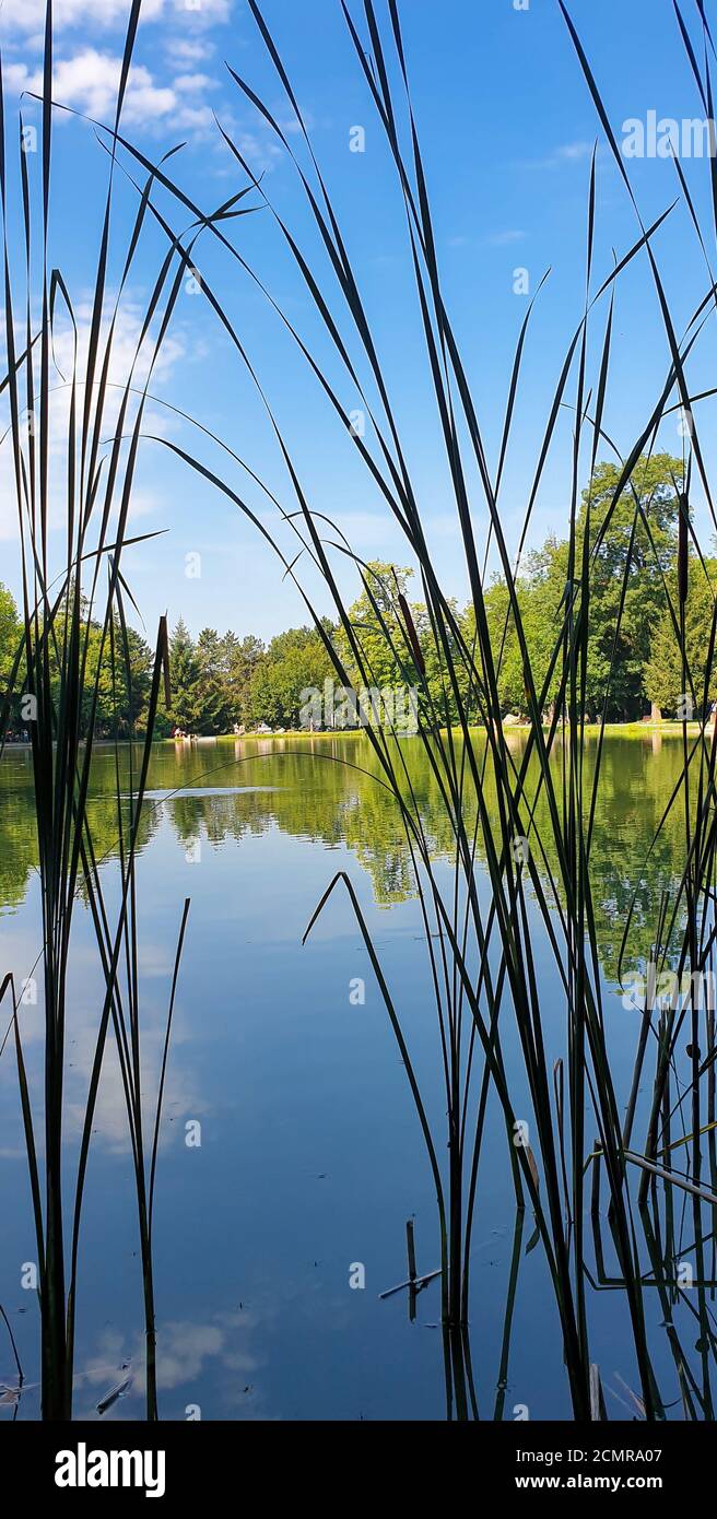 Schilf spiegelt sich im ruhigen Wasser am Ufer wider Eines Sees Stockfoto