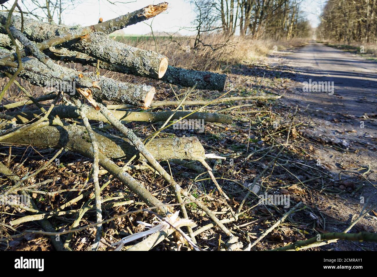 Am Straßenrand Äste abschneiden, am Straßenrand Bäume abschneiden Stockfoto