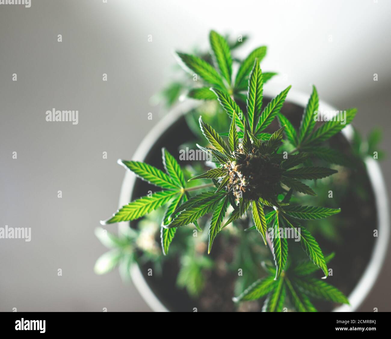 Cannabis Busch Draufsicht in Blumentopf auf grauem Hintergrund Stockfoto