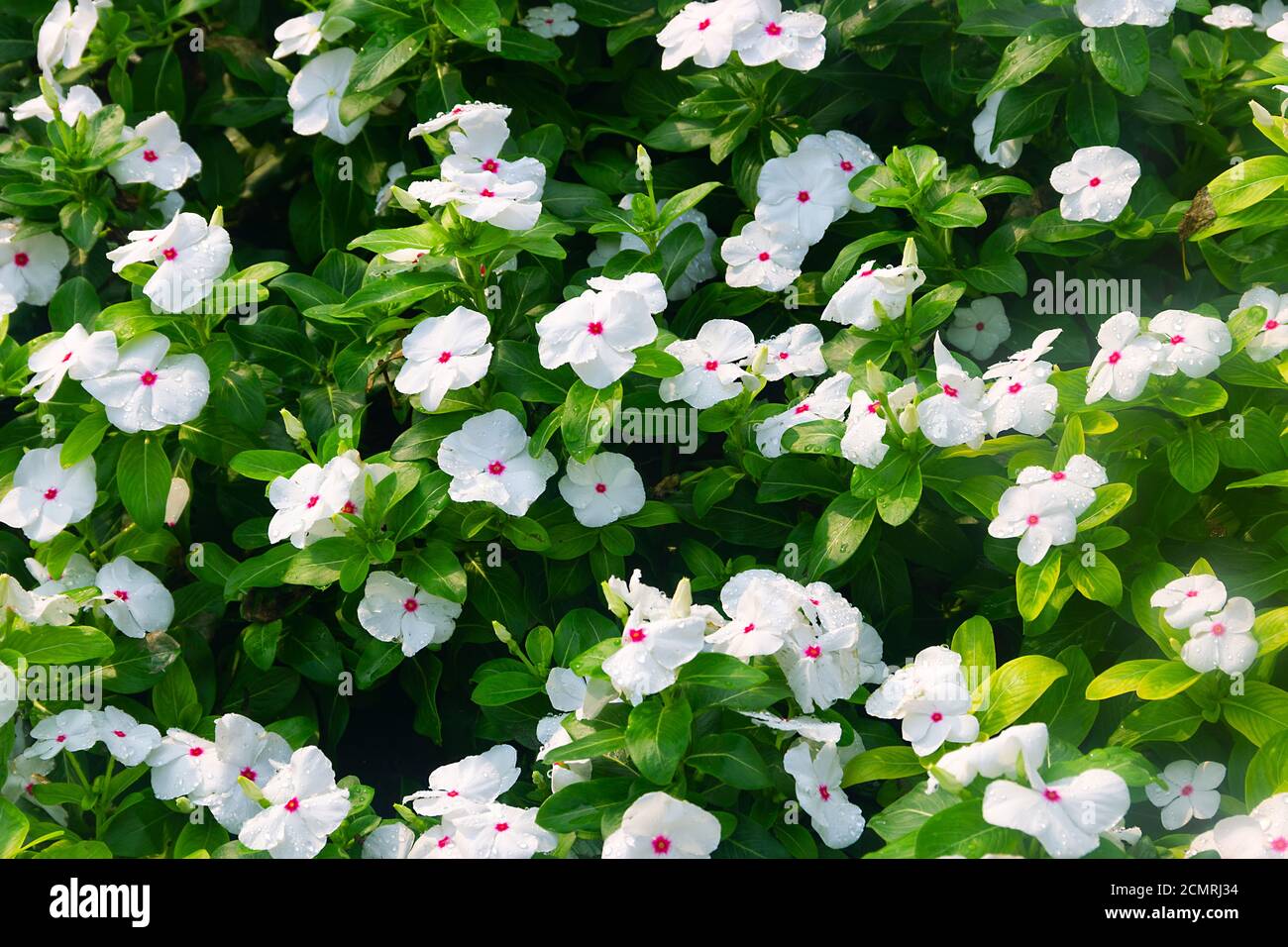 König der Blumen im Innenbereich. Catharanthus Pacifica blüht in Südostasien. Stockfoto