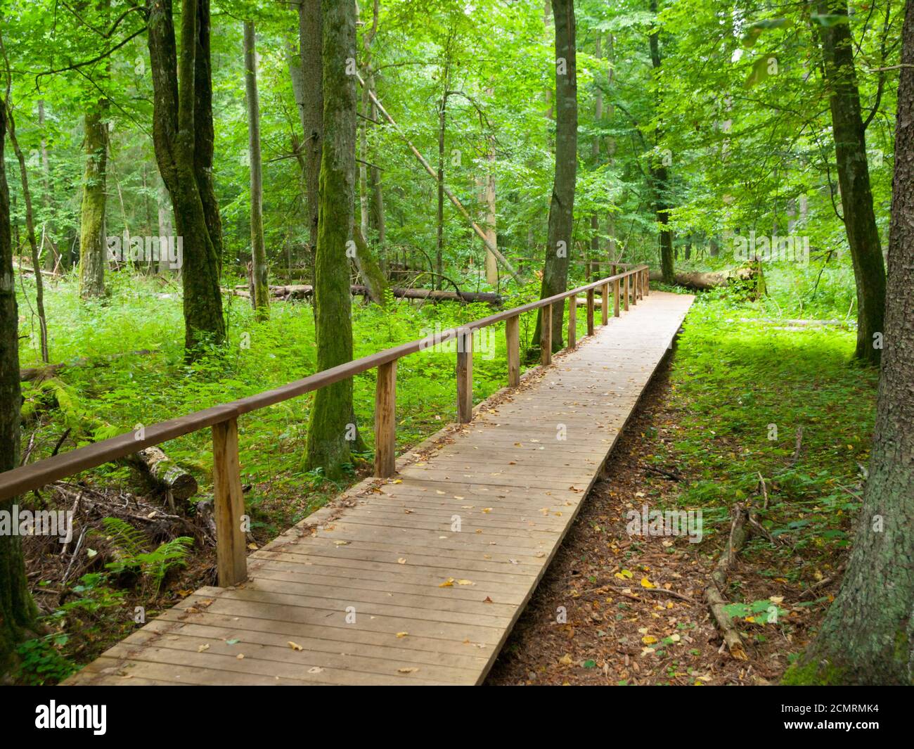 Holzweg im Wald nach Regen, Bialowieza, Polen Stockfoto