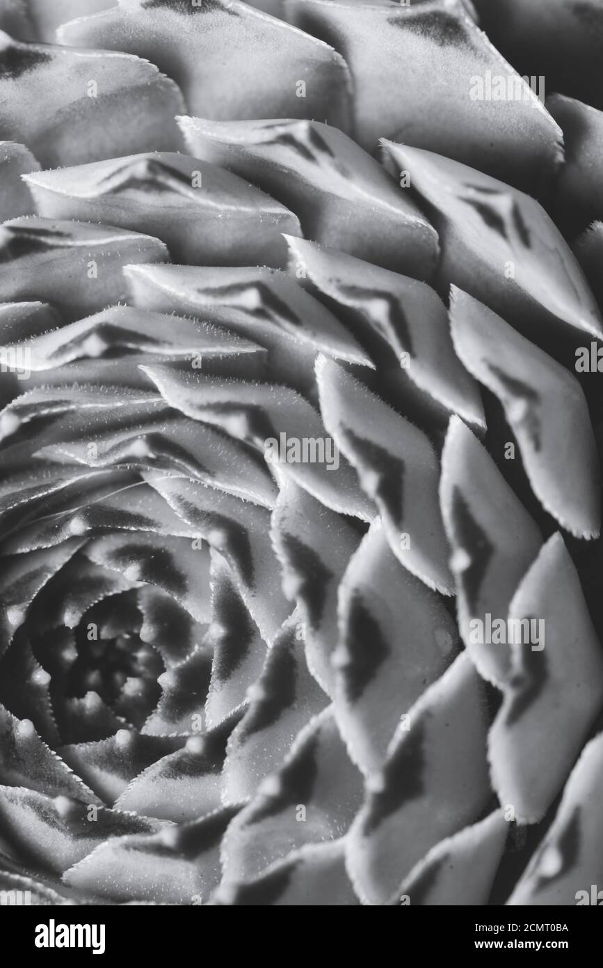 Abstract Makro Nahaufnahme Porträt von Sukkulenten Pflanze, Studio-Beleuchtung, selektive Fokus Stockfoto
