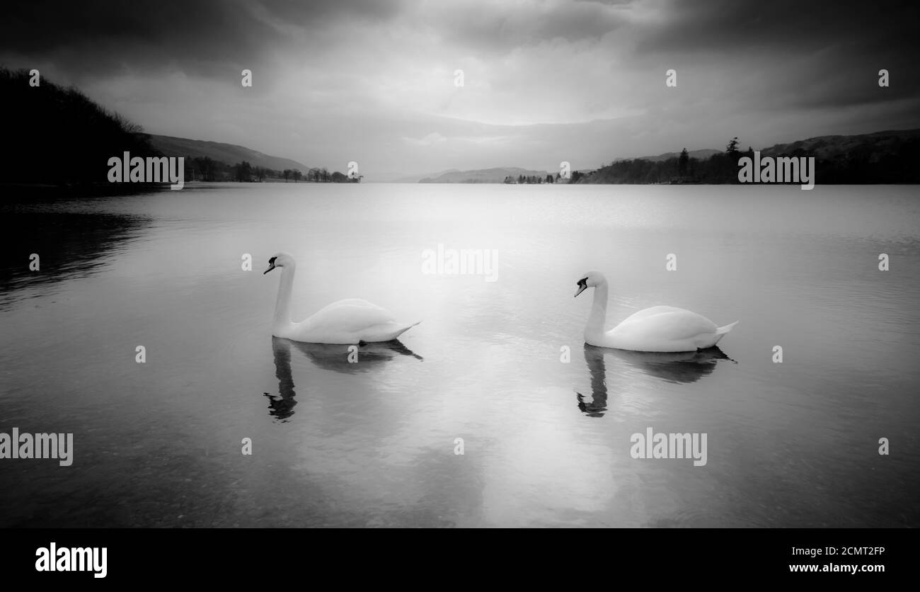 Ein Paar Schwäne auf dem ruhigen Wasser des Sees Koniston Stockfoto
