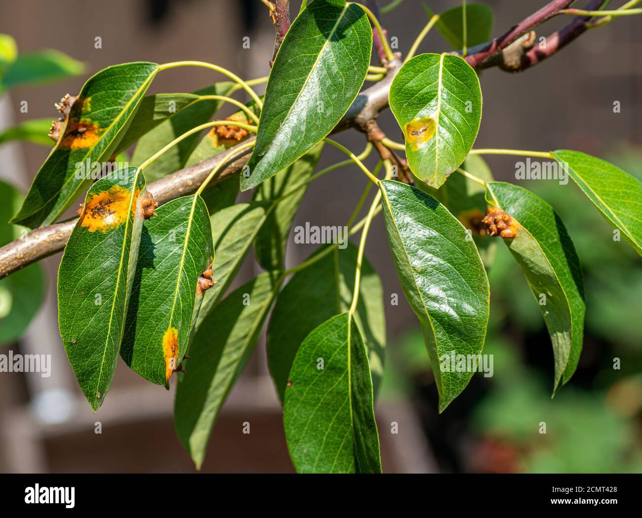 Birnenblätter mit Birnenrostbefall.Gymnosporangium sabinae Befall.(Birnenrost, Europäischer Birnenrost, Birnengrellisrost). Stockfoto