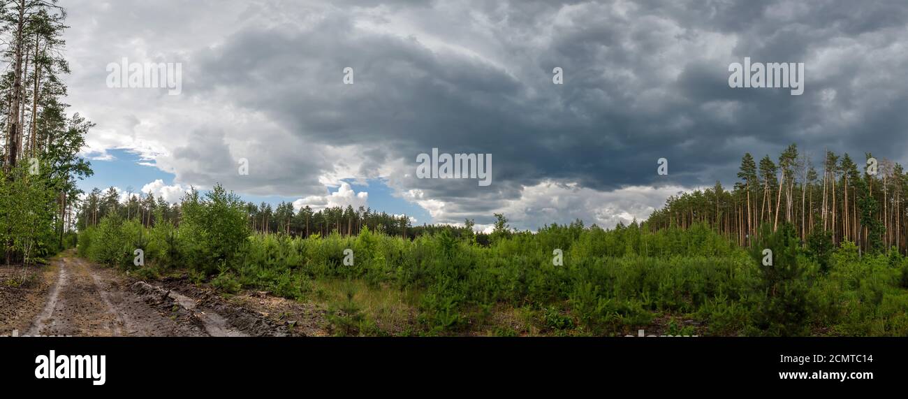 Panoramablick mit einem stürmischen Himmel über junge Nadelbäume wachsen an der Stelle der alten entwaldeten. Landschaft der Ukraine, Region Kiew. Stockfoto
