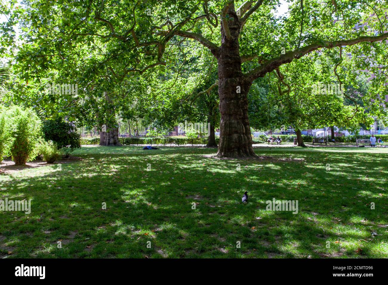 Veteran London Plane Trees, Lincoln's Inn Fields, London, Großbritannien Stockfoto