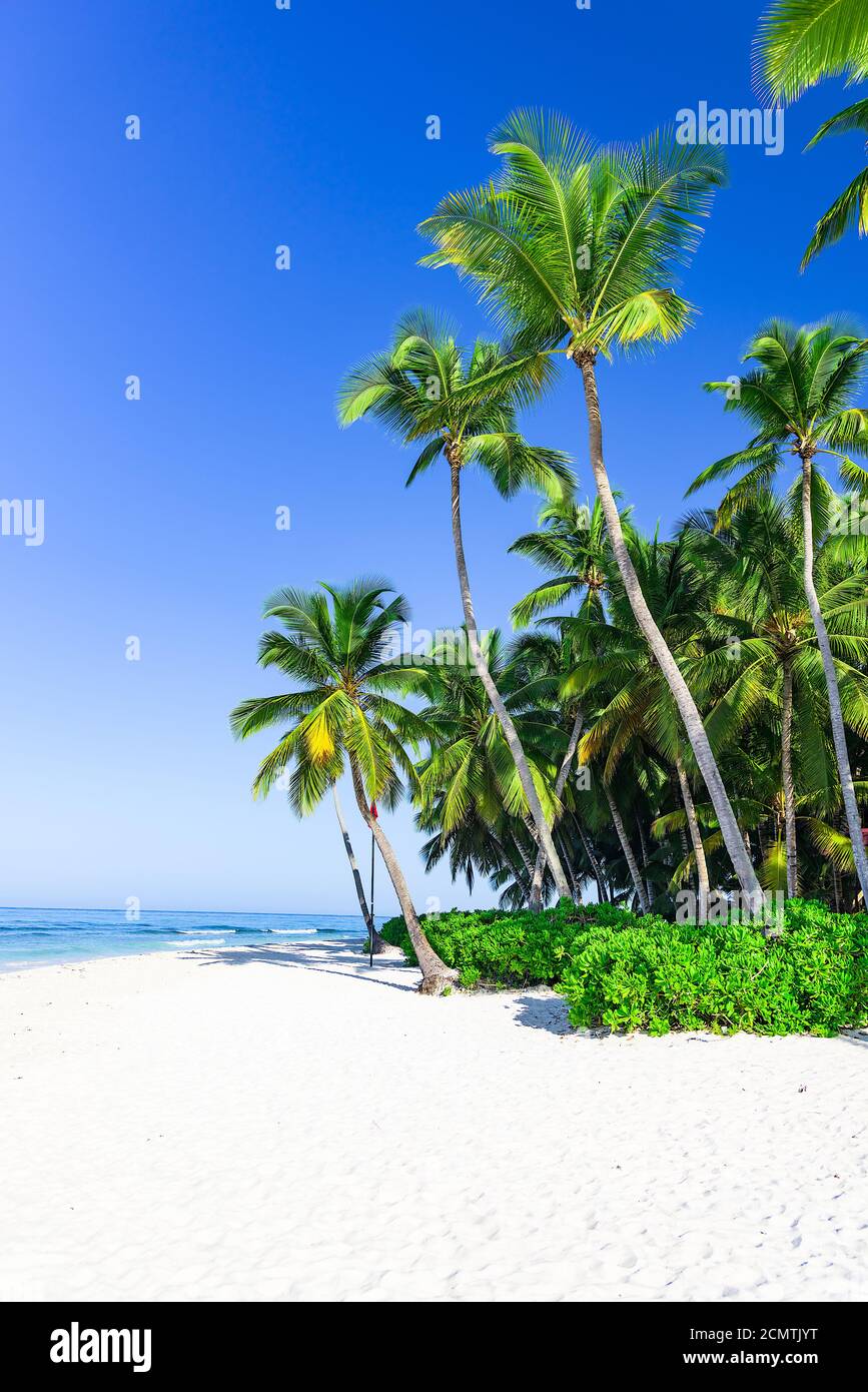 Wunderschöne karibische Landschaft mit Palmen am Strand Stockfoto