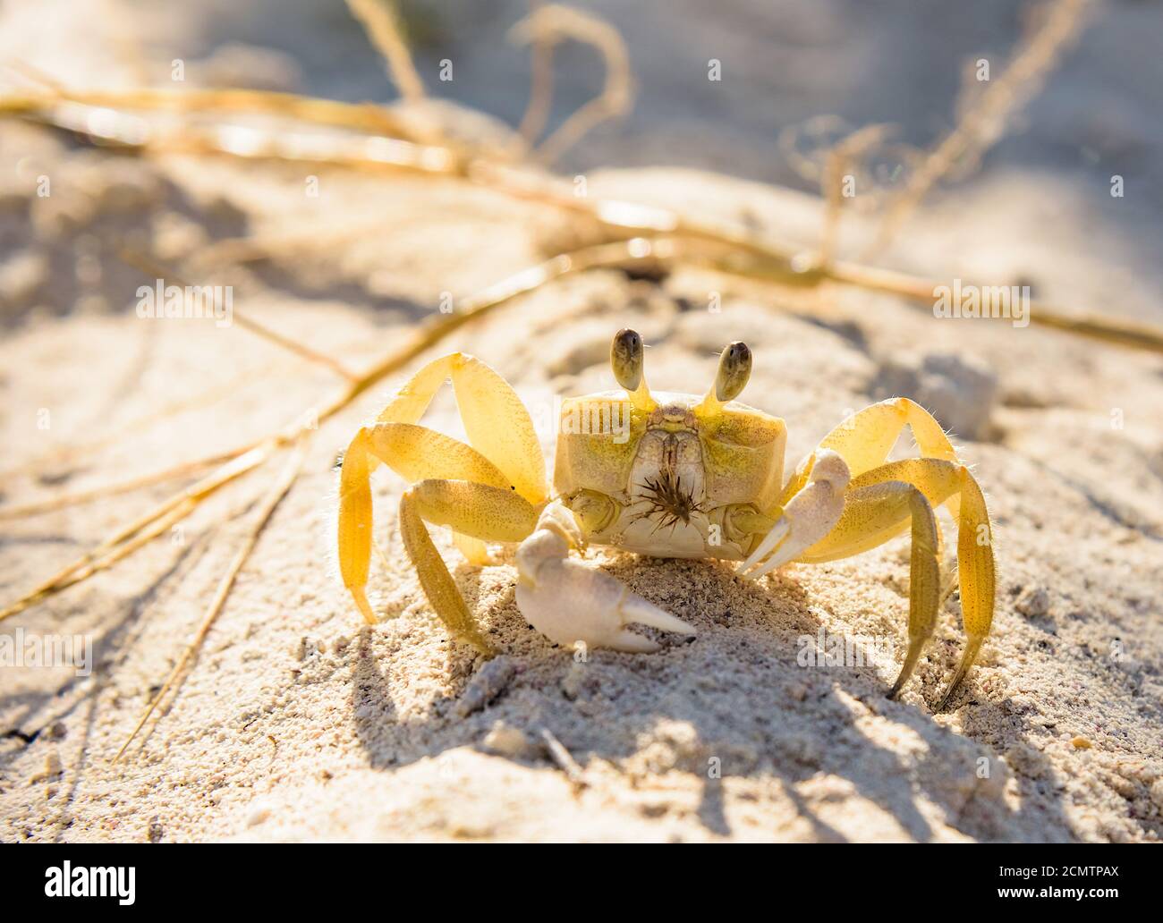 Verängstigte Meergelbe Krabbe Stockfoto