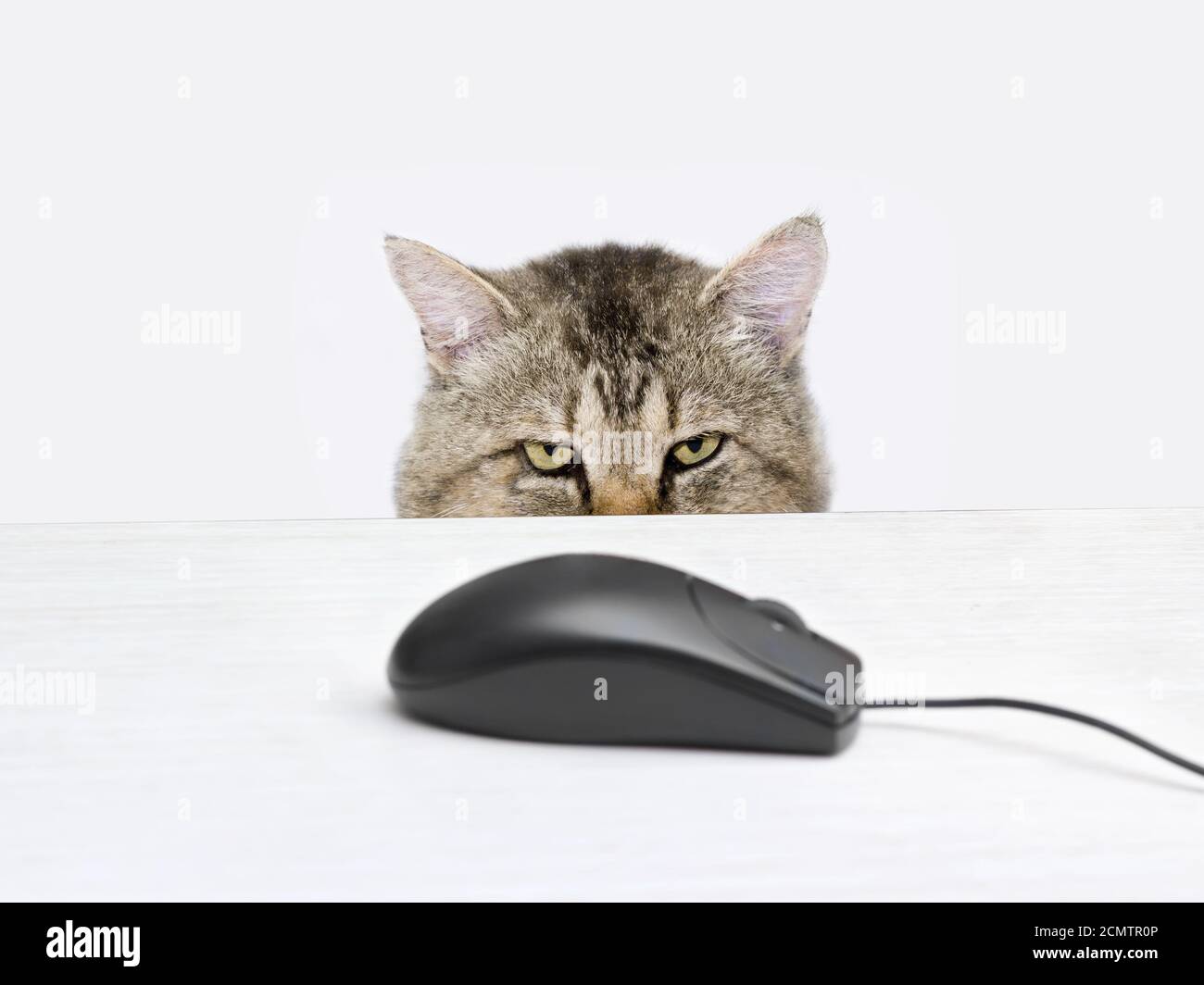 Katze jagt eine Computer-Maus auf dem Tisch liegen Stockfoto