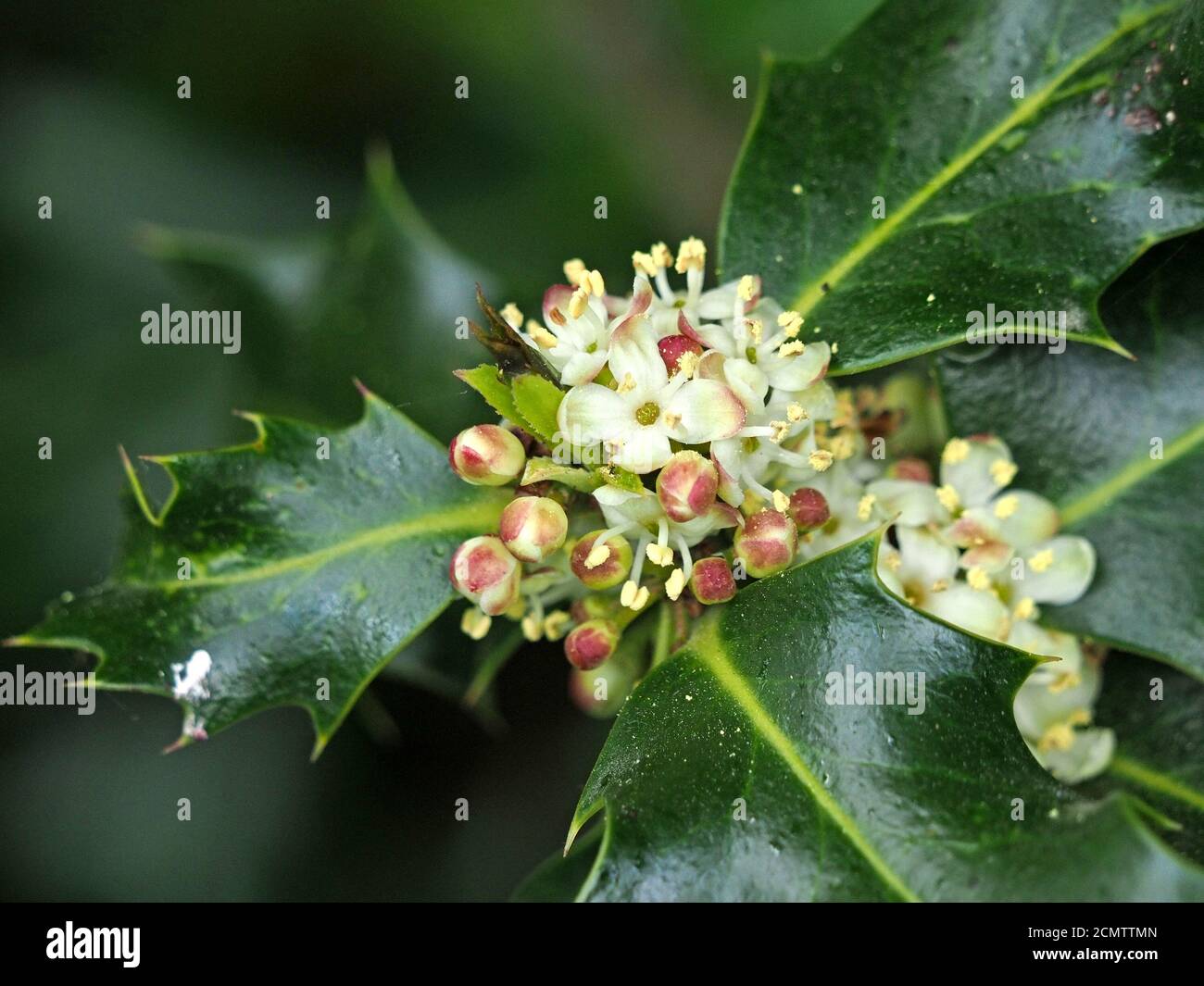 Kleine weiße Blüten, die aus runden rosafarbenen Blüten des Holly-Baumes (Ilex aquifolium) in den Axeln stacheliger, dunkelgrüner Blätter in Cumbria, England, UK, hervorgehen Stockfoto