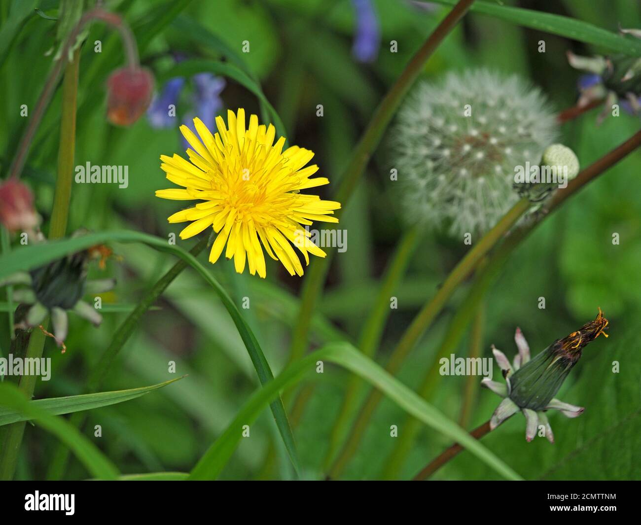 Vier Lebensstufen der Löwenzahn-Blüte (Taraxacum officinale) einschließlich offener Kompositblüte, geschlossener Knospe & Sämchenkopf 'Clock' -Cumbria, England, UK Stockfoto