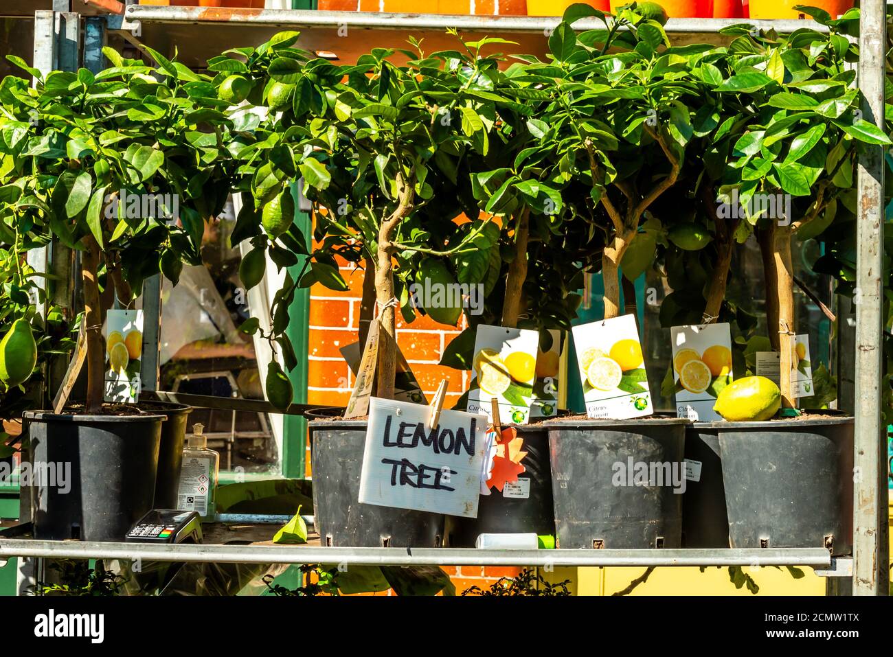 London, Vereinigtes Königreich - 13. September 2020: Columbia Road Flower Sunday Market. Lemon Trees Stockfoto