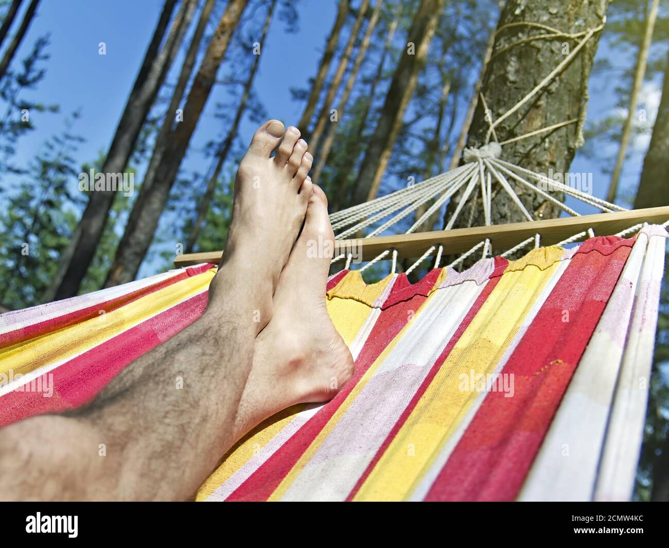 Füße in der Hängematte auf einem Hintergrund von Kiefernwald Stockfoto